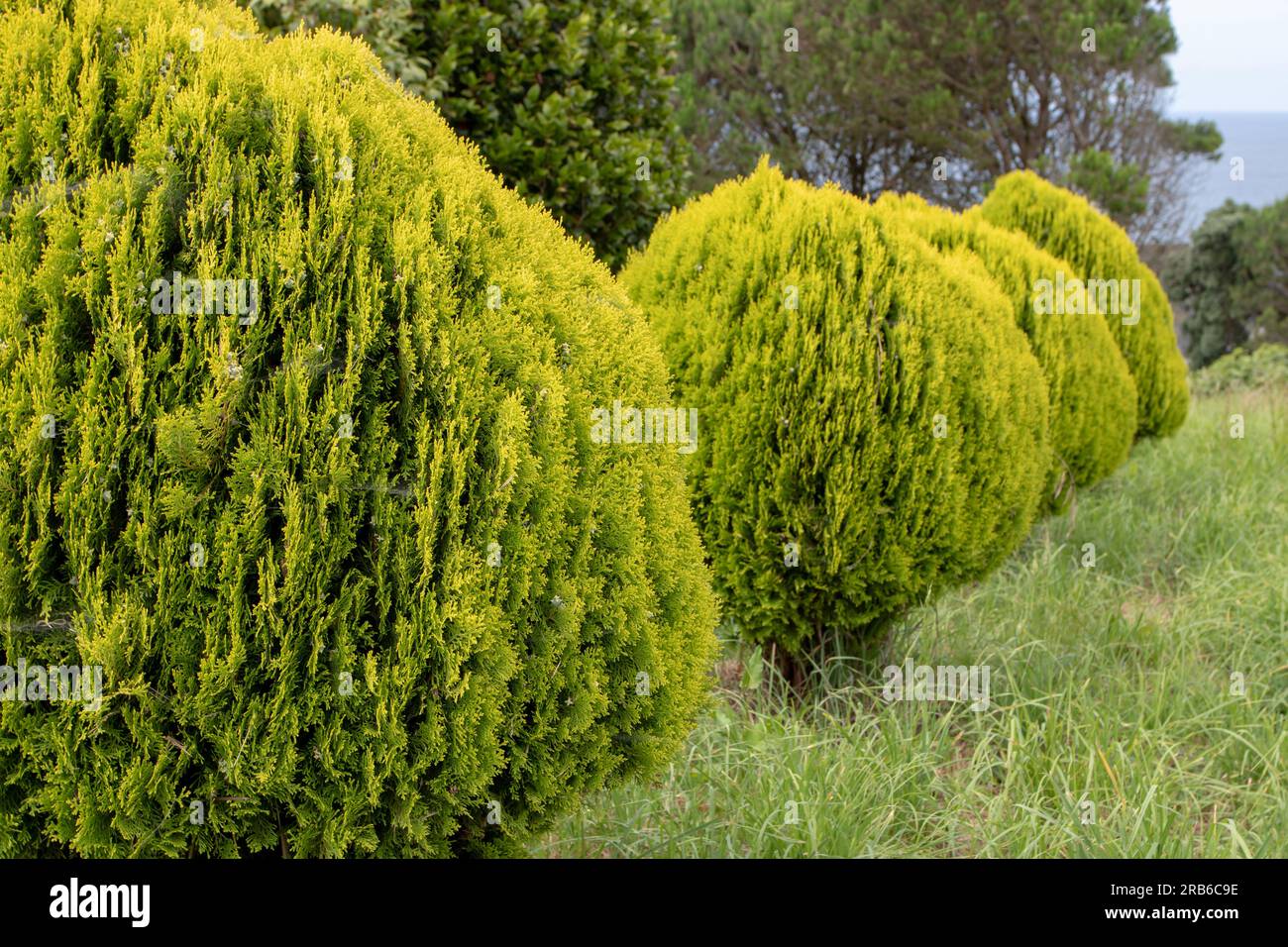 Platycladus orientalis or thuja orientalis Aurea Nana. Dwarf Golden Oriental Thuja plants in a row. Stock Photo