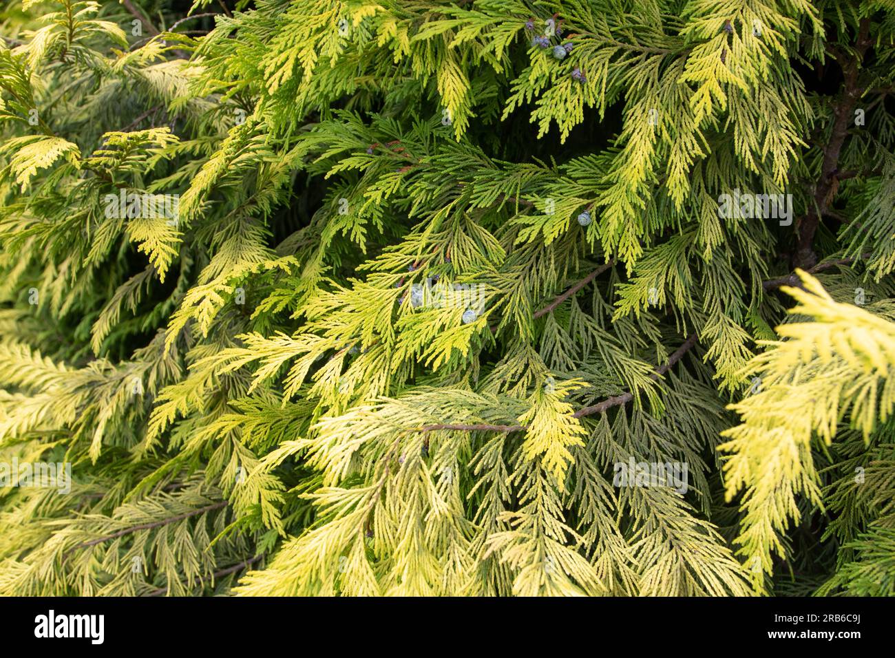 Chamaecyparis lawsoniana or Port Orford cedar or Lawson cypress coniferous tree. Evergreen ornamental plant with golden green leaves and blue cones. Stock Photo