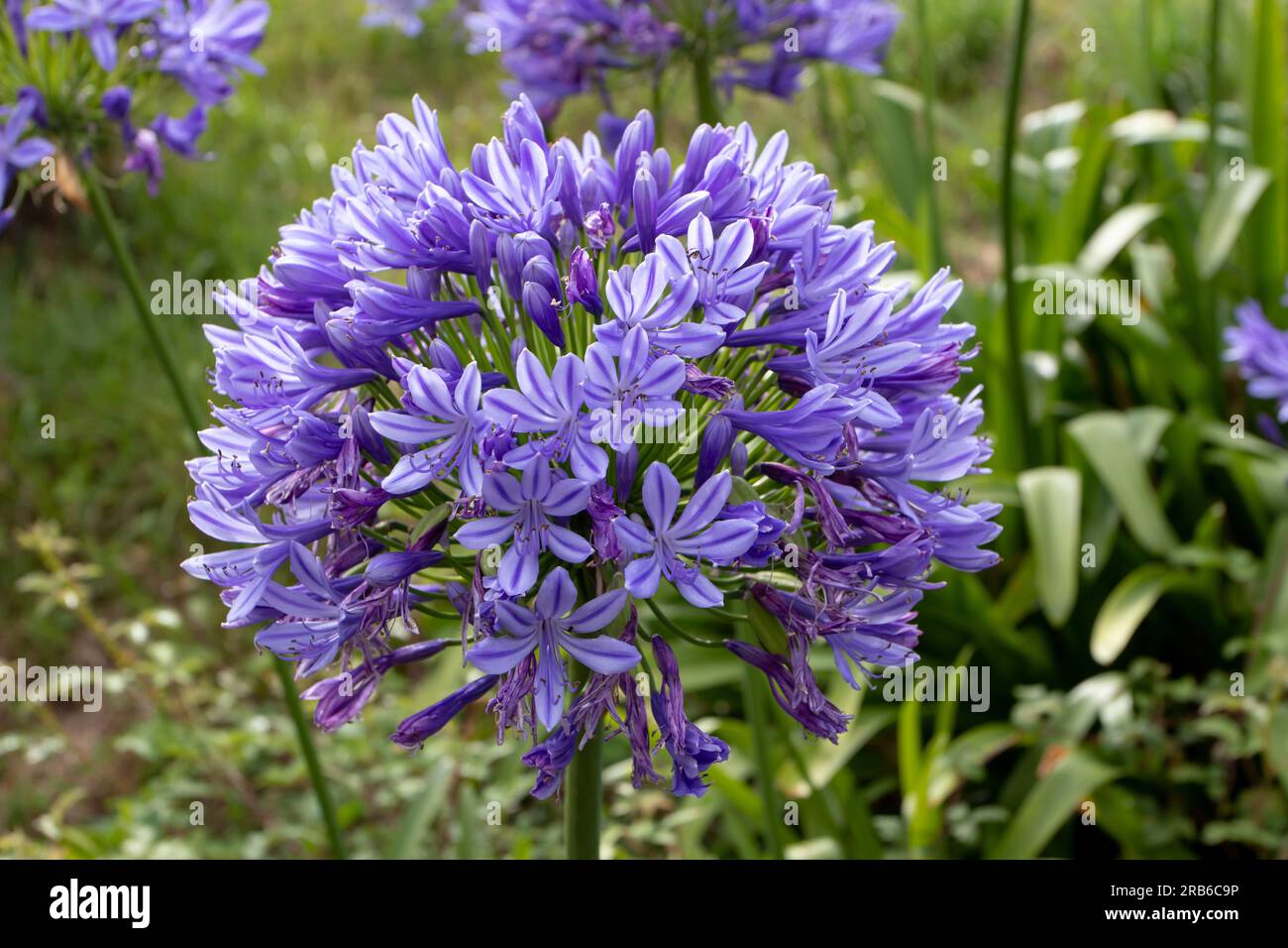 Agapanthus praecox or common agapanthus umbel inflorescence closeup. Blue lily,African lily or lily of the Nile flowers. Stock Photo