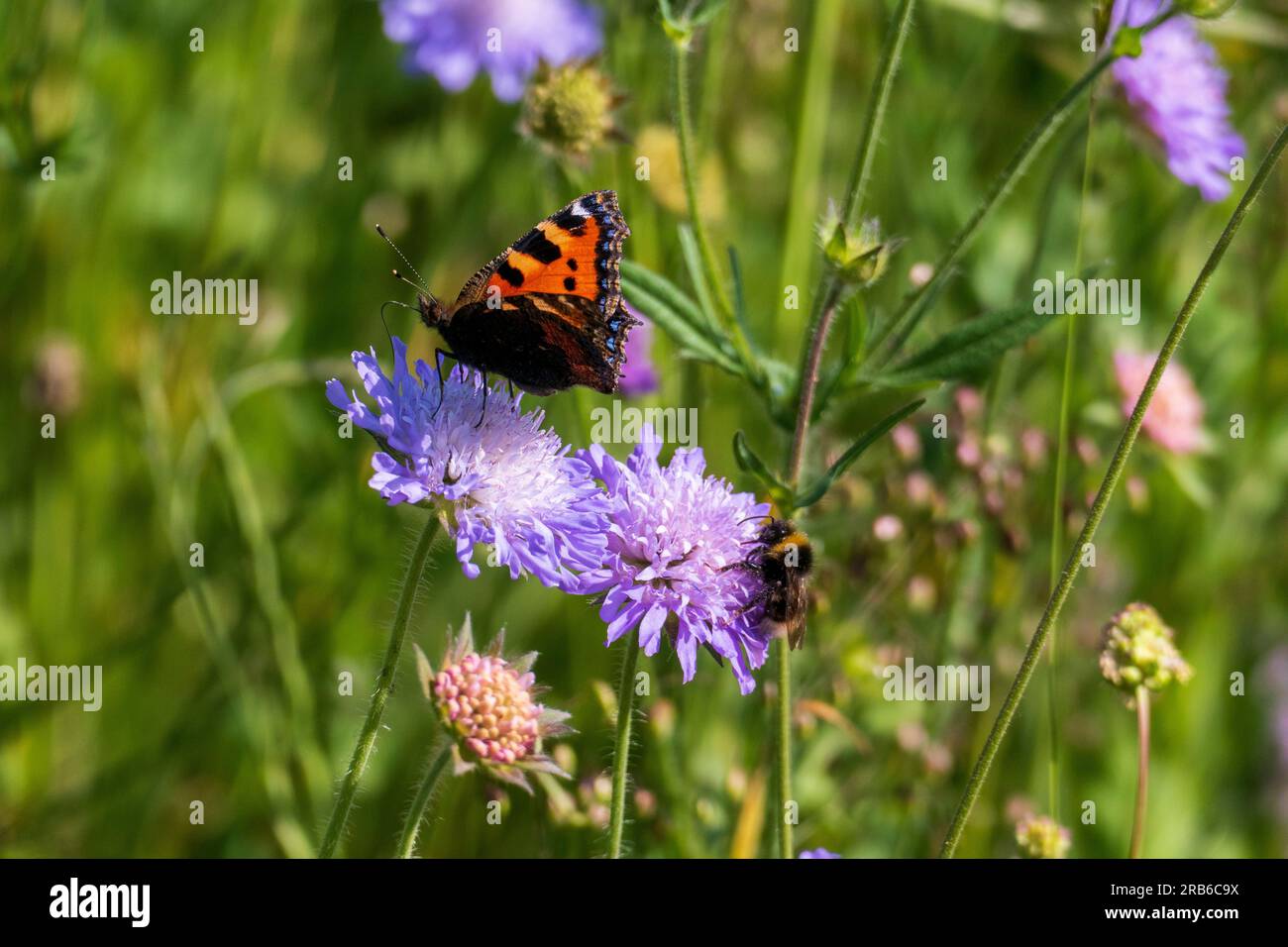 Kleiner Fuchs, Aglais urticae, Schmetterling auf einer lila Acker Witwenblume Stock Photo
