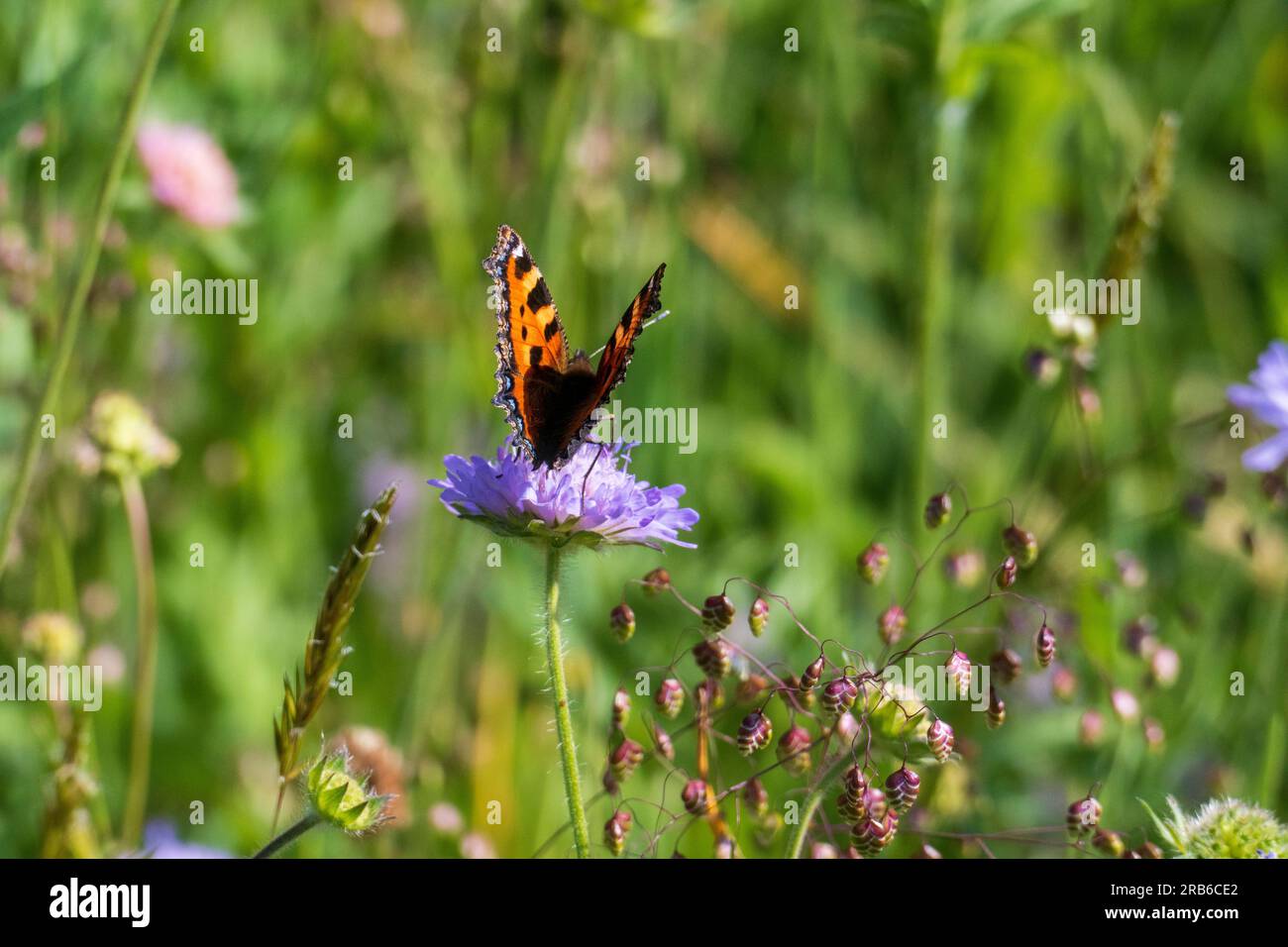 Kleiner Fuchs, Aglais urticae, Schmetterling auf einer lila Acker Witwenblume Stock Photo