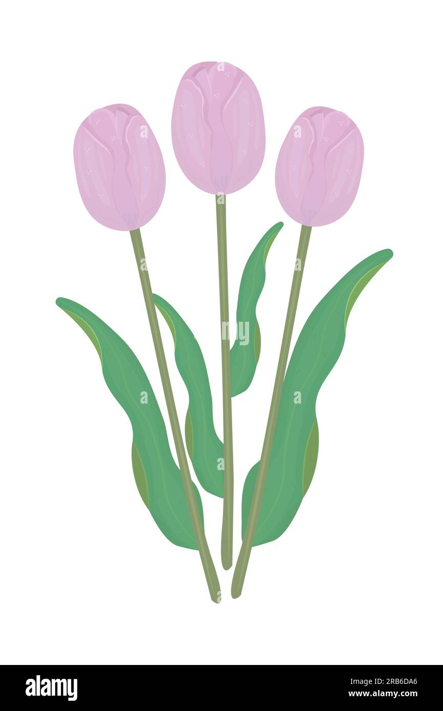 Three pink tulips with leaves, colorful illustration Stock Vector