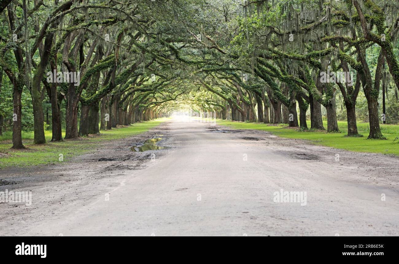 Driving To The Light Wormsloe Plantation Savannah Georgia Stock