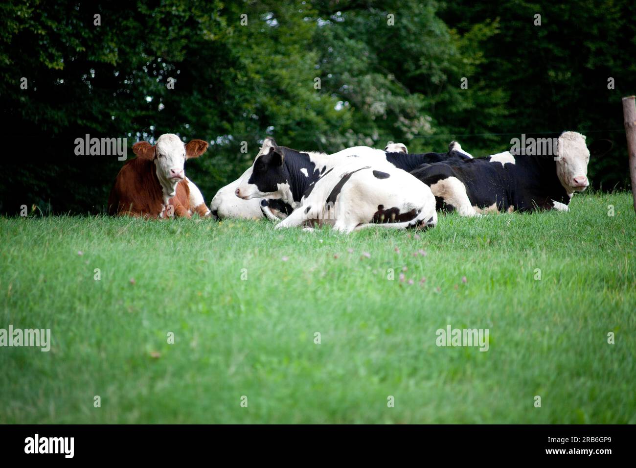Group cows in meadow, cows and calf portrait close up. look in camera Stock Photo