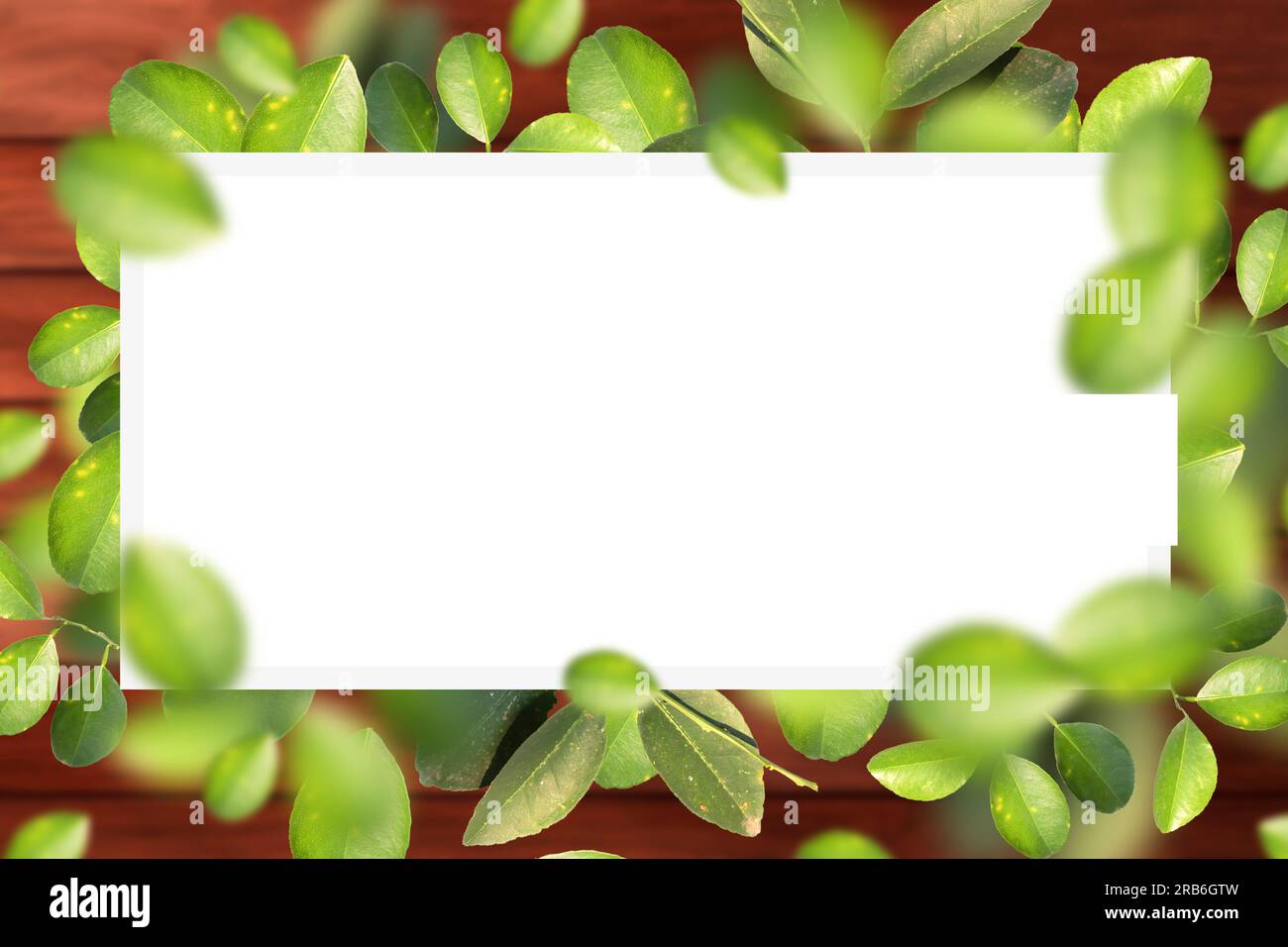Green leaves frame with copy space hi-res stock photography and images ...