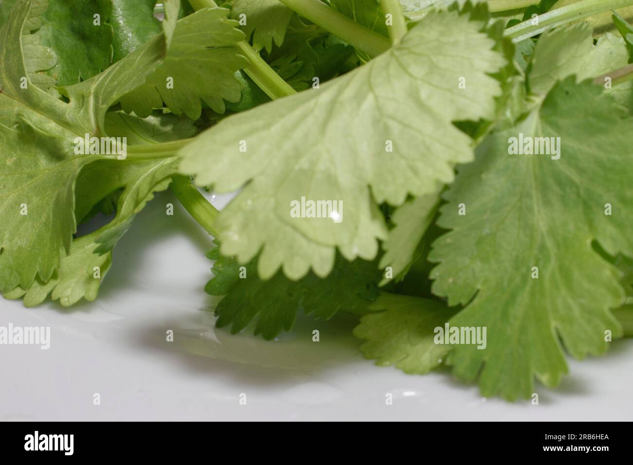 A close-up stock photo featuring wet, vibrant coriander leaves against a crisp white backdrop. The image highlights the herb's freshness and natural b Stock Photo