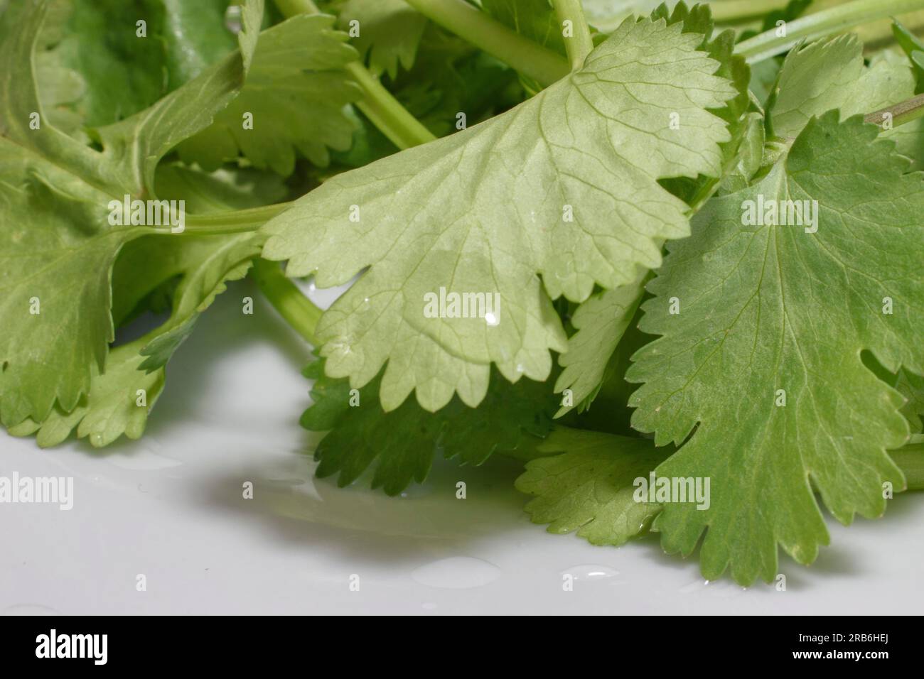 A close-up stock photo featuring wet, vibrant coriander leaves against a crisp white backdrop. The image highlights the herb's freshness and natural b Stock Photo