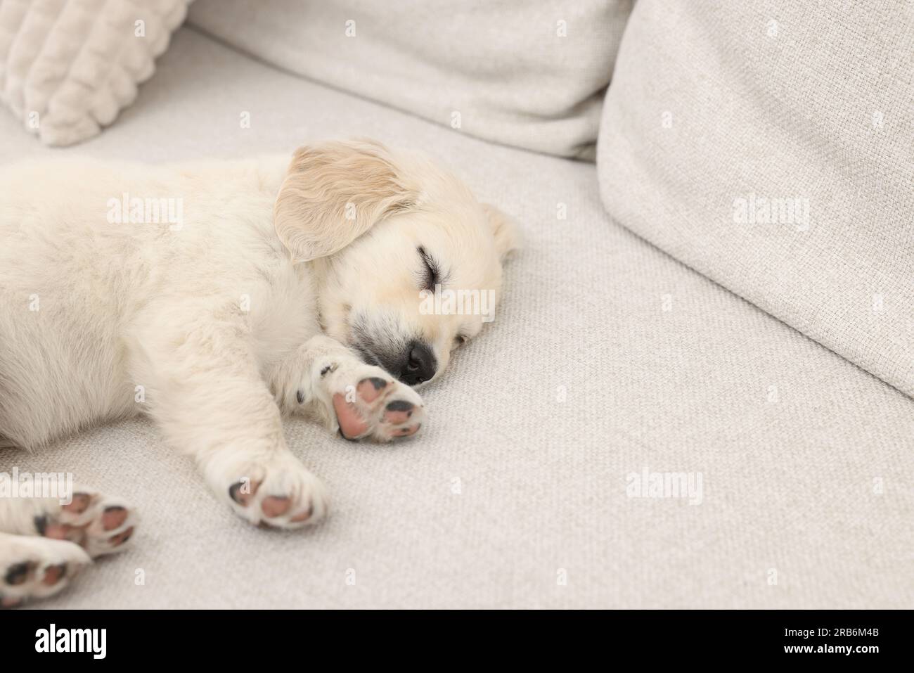 Cute little puppy sleeping on couch. Space for text Stock Photo - Alamy