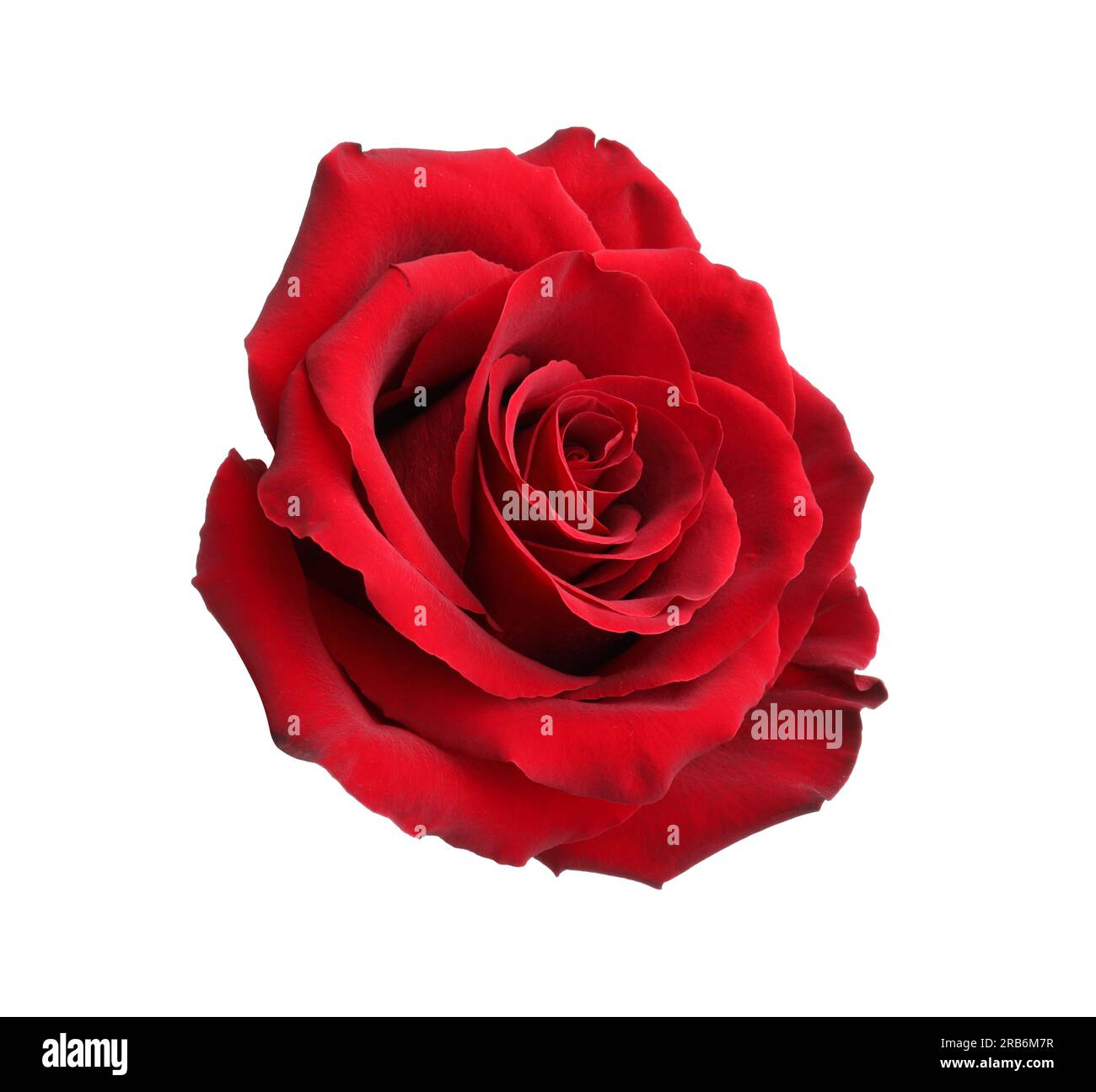 Beautiful fresh red rose isolated on white Stock Photo Alamy