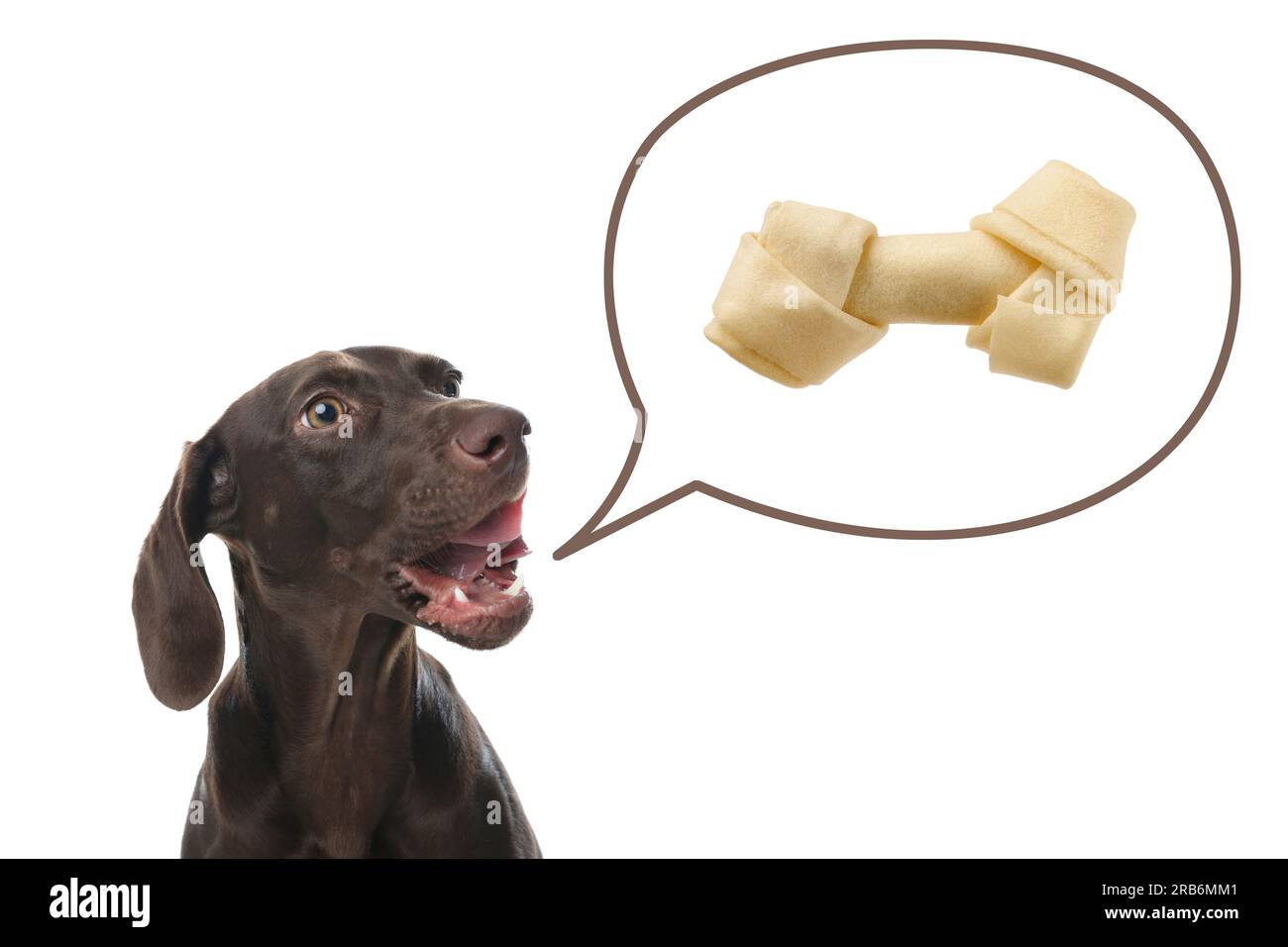Cute German Shorthaired Pointer dog asking for tasty treat on white