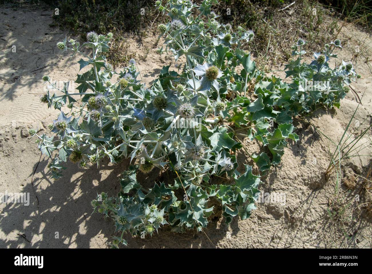 (Palma de Mallorca) Majorca flora, plant founded on the sand beach - Eryngium maritimum Stock Photo