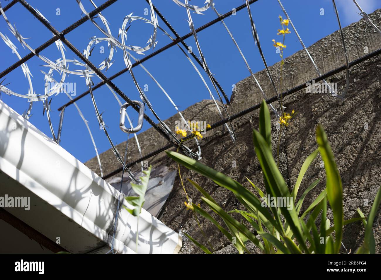Oncidium sphacelatum  flower spikes grow up through loops of razor wire  (also called embassy wire) with a stone wall and blue sky in the background. Stock Photo