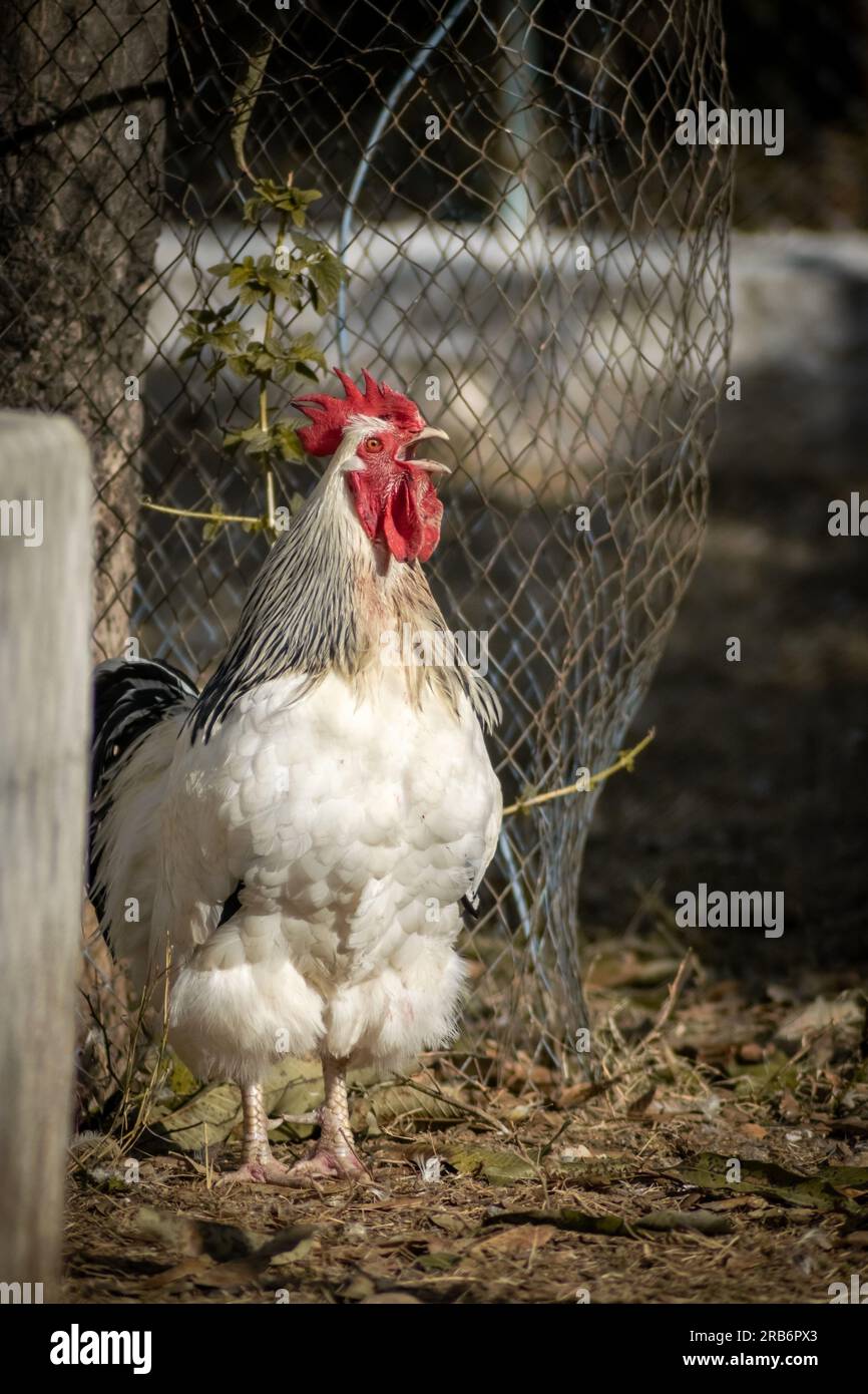 Rooster crowing in a farm. English sussex chicken breed. Big white rooster. Stock Photo