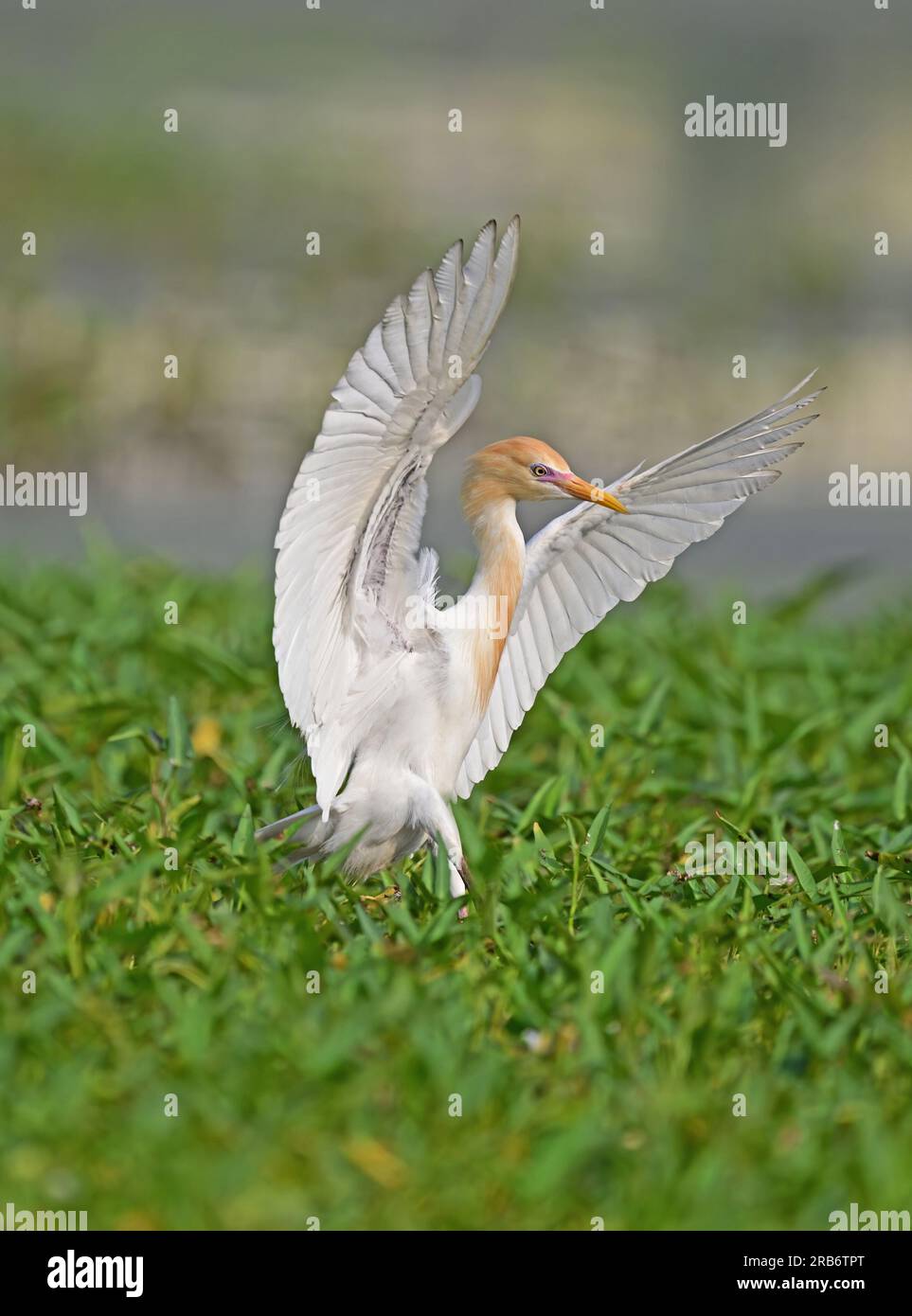 Set 2 of Heron family bird images. Flight, settled and feeding, interaction images of herons