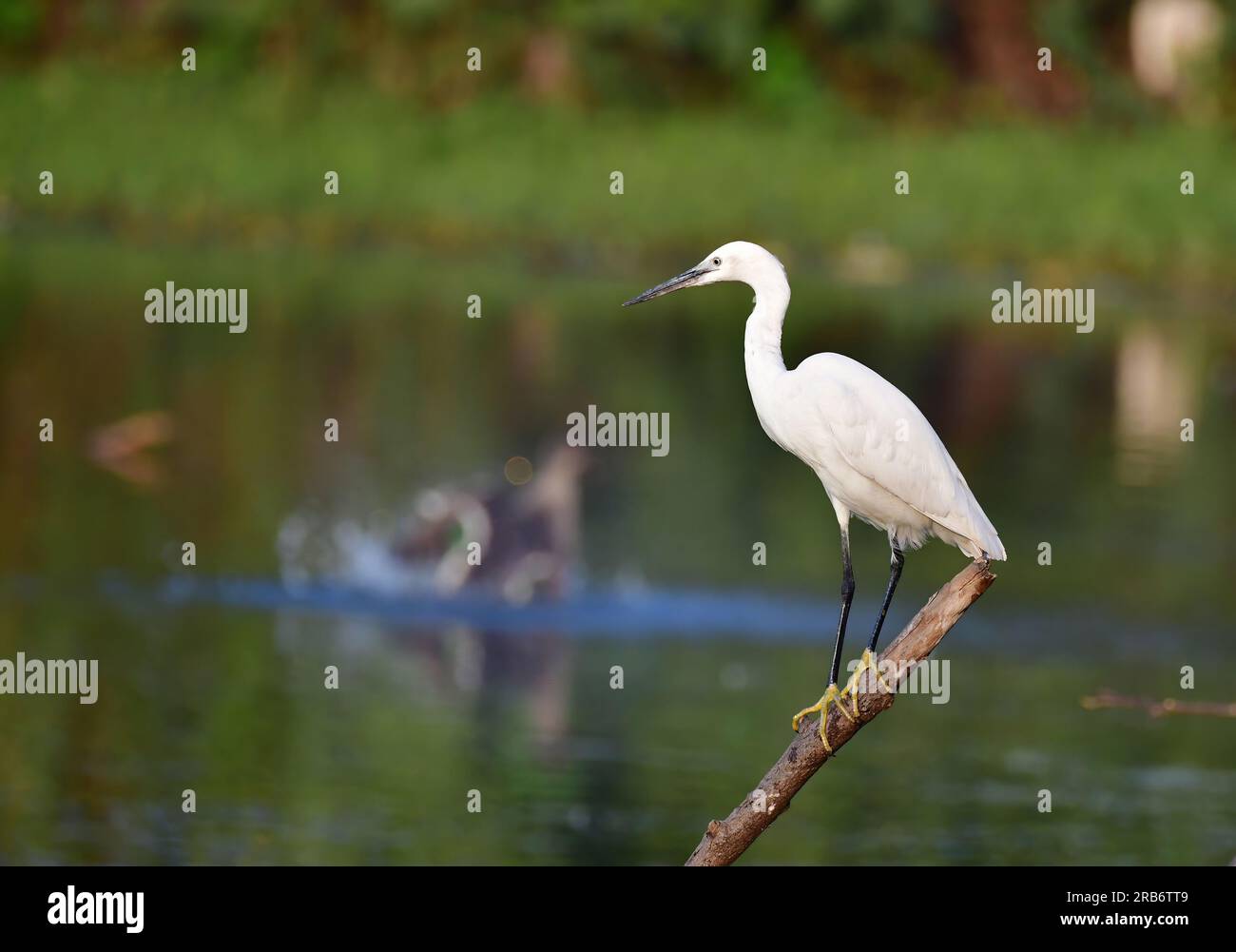 Set 2 of Heron family bird images. Flight, settled and feeding, interaction images of herons
