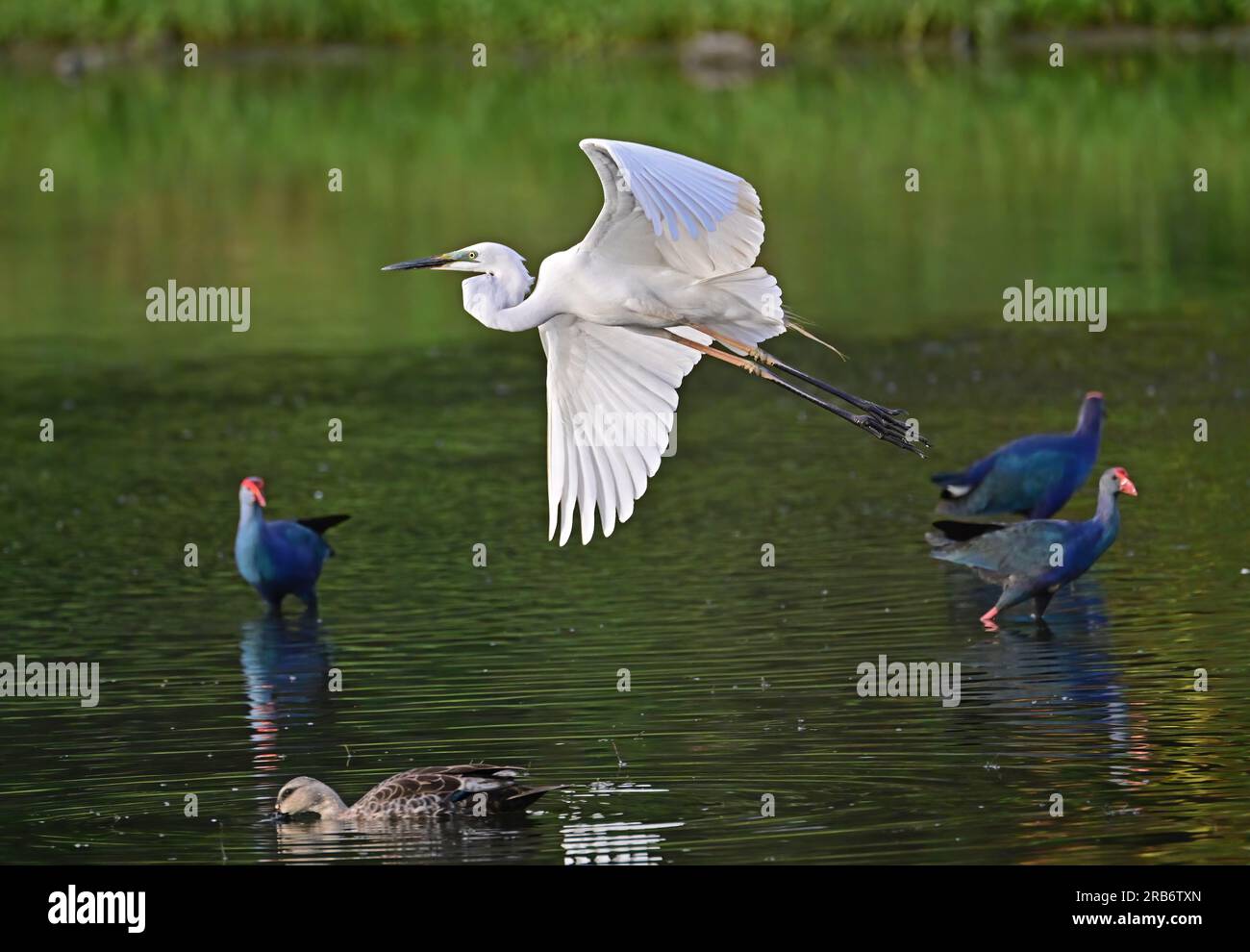 Set 2 of Heron family bird images. Flight, settled and feeding, interaction images of herons