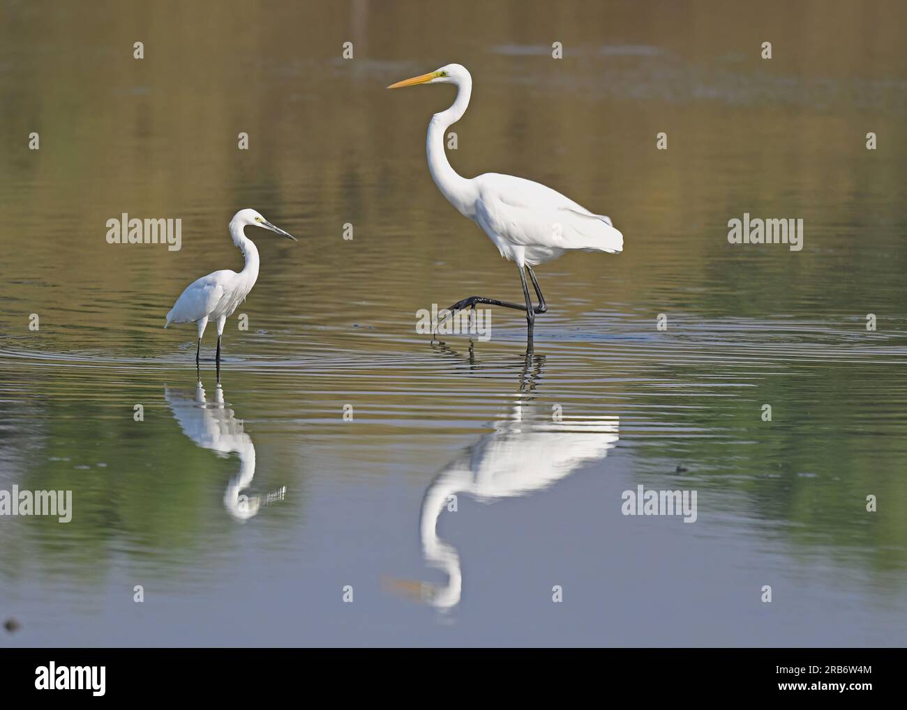 Set 1 of images of Herons and Egrets. Includes mixed species and each