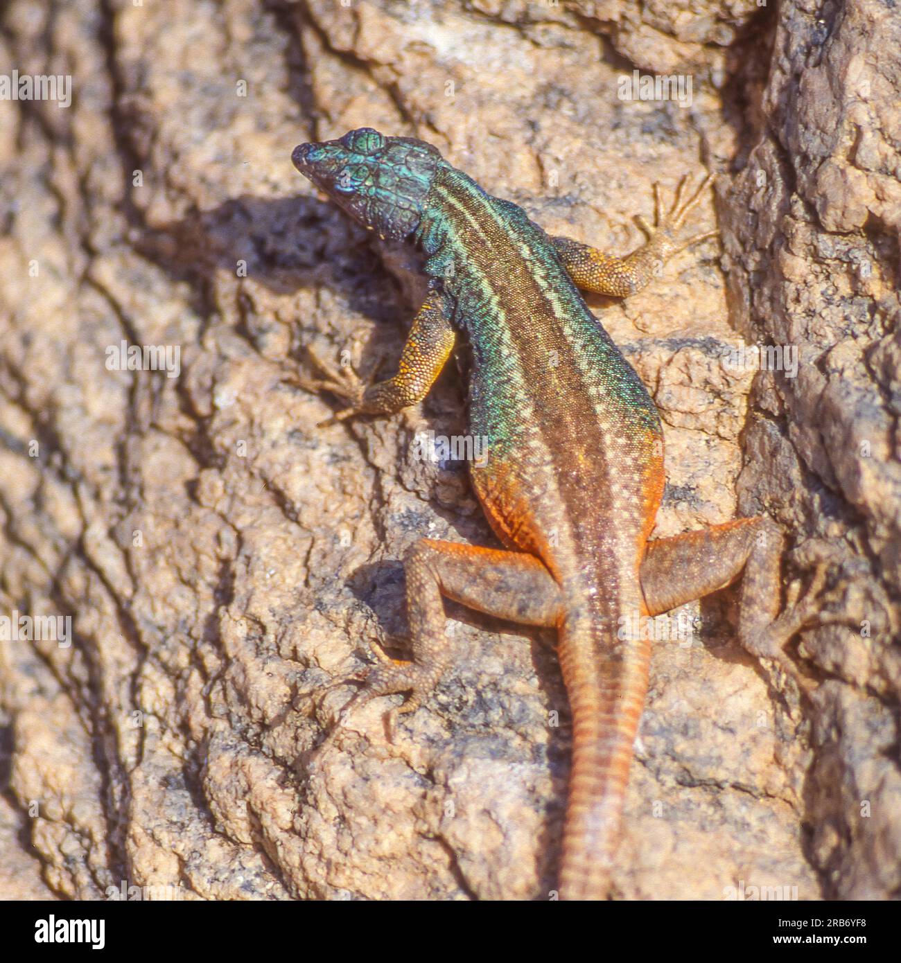 A Broadley’s flat lizard, locally known as the Augrabies flat lizard, sunning itself on a rock at Augrabies Falls National Park in South Africa. Stock Photo