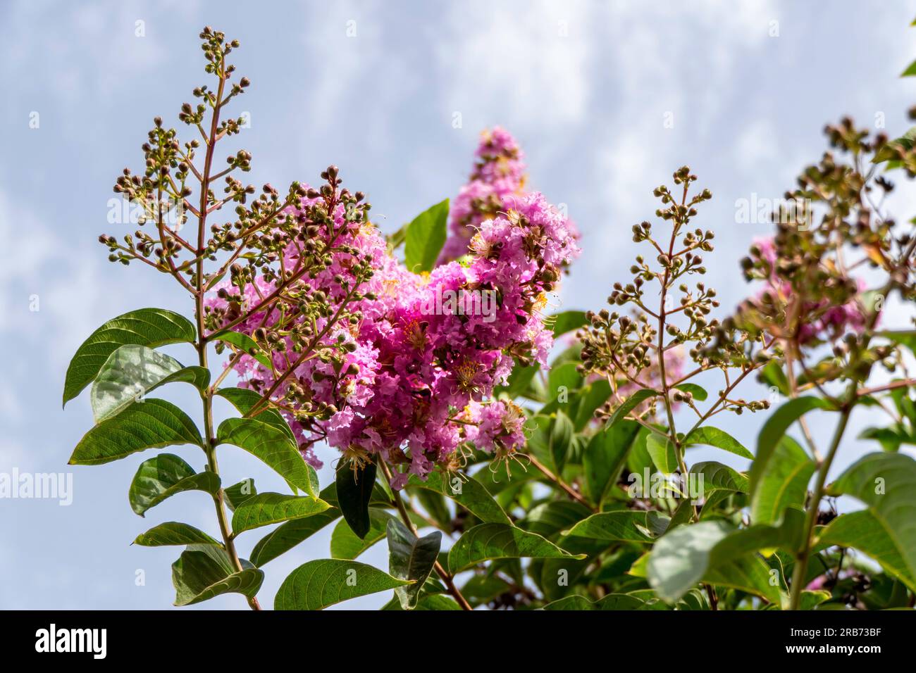 Brushes of pink flowers Crape Myrtle or Lagerstroemia close up on a blurred background Stock Photo