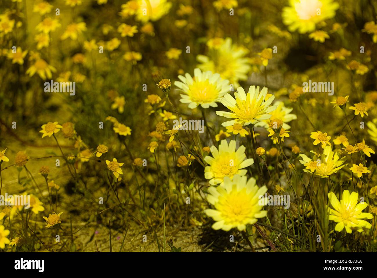 Dandelion daisy flowers hi-res stock photography and images - Alamy