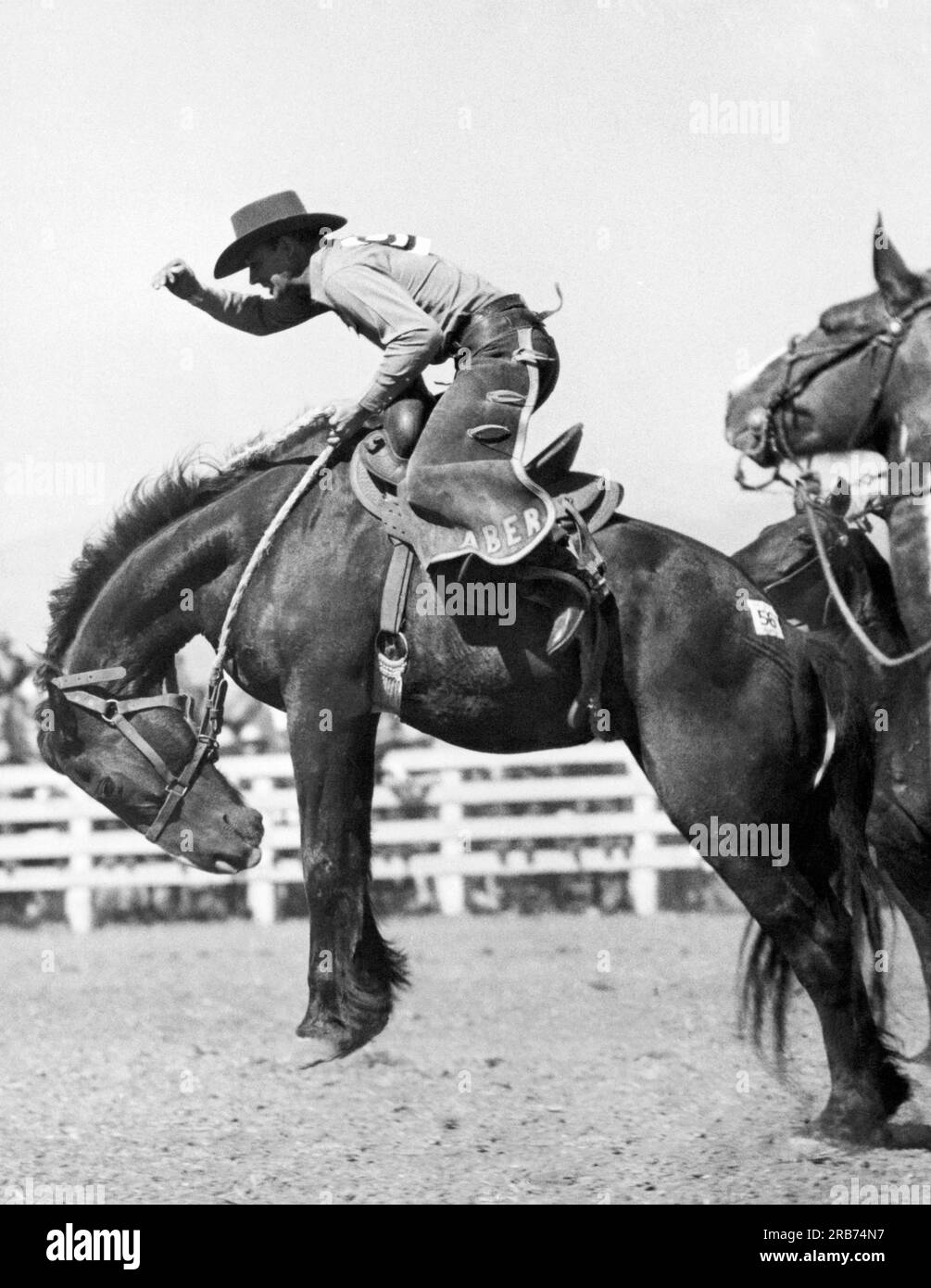 Salinas, California:  1936. Cowmen term this stiff-legged buck the worst of all, where the bronco plunges up and down, landing with the front legs stiff. It appears here at the California Rodeo that rider Dolph Aber is finding it plenty tough, with a tumble in the offing. Stock Photo