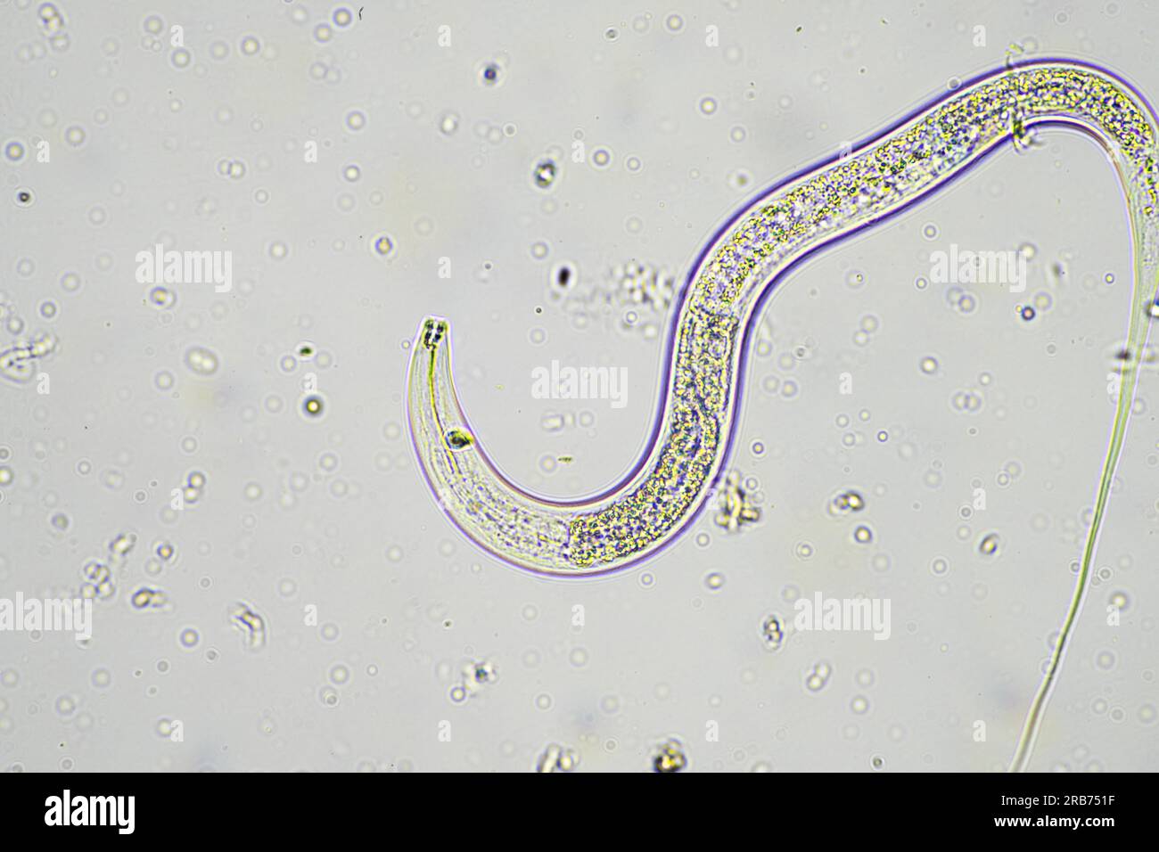 and soil biology, with nematodes and fungi under the