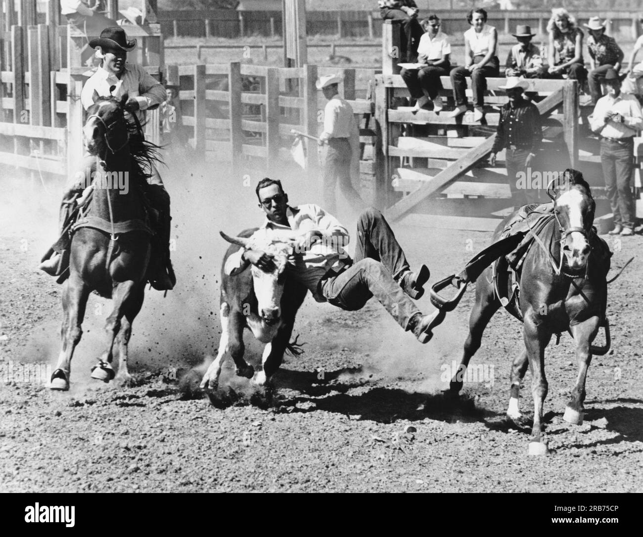 Kansas City, Missouri:  c. 1955 A steer wrestler, or bulldogger grabs a 700 pound steer by the horns to bring it to a stop and then onto the ground with all four feet free. He is timed against a stopwatch. Stock Photo