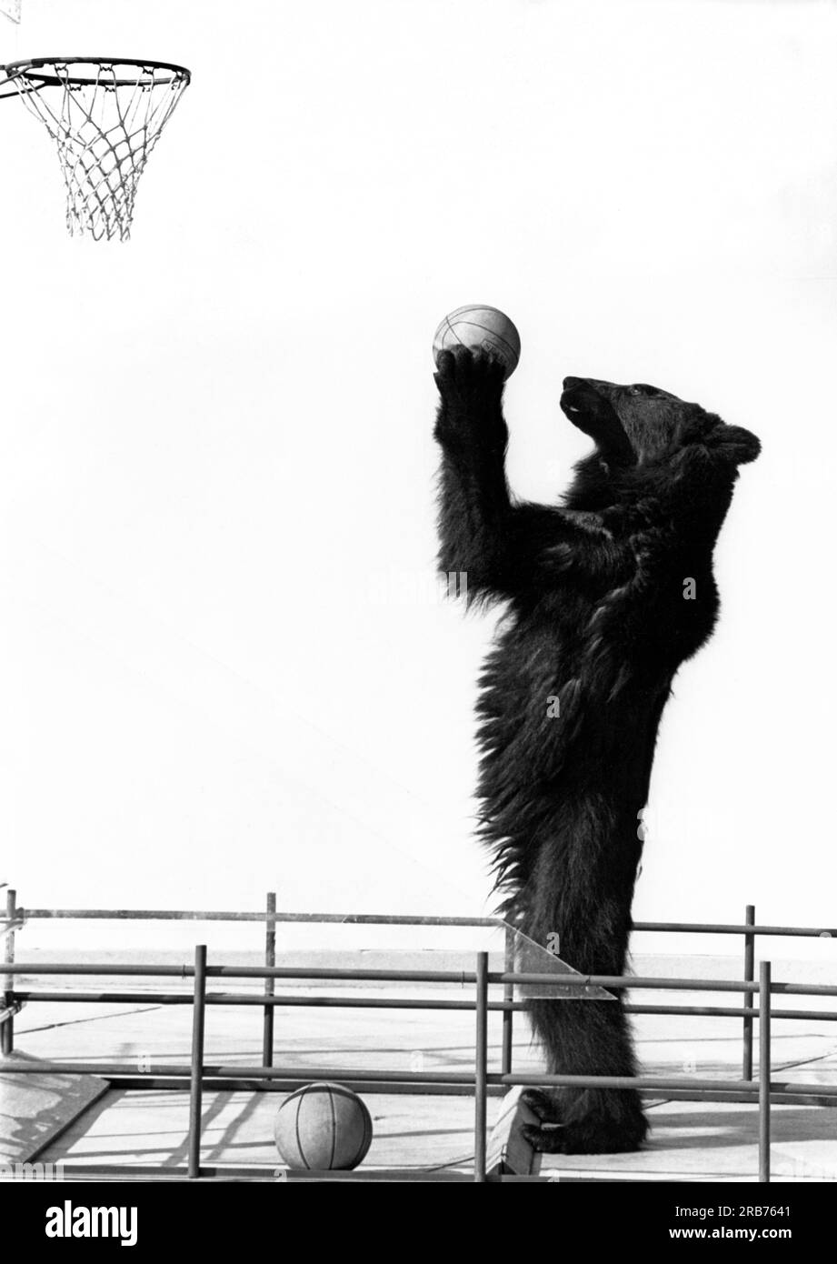 United States: 1970 A bear standing up and shooting a basketball at the