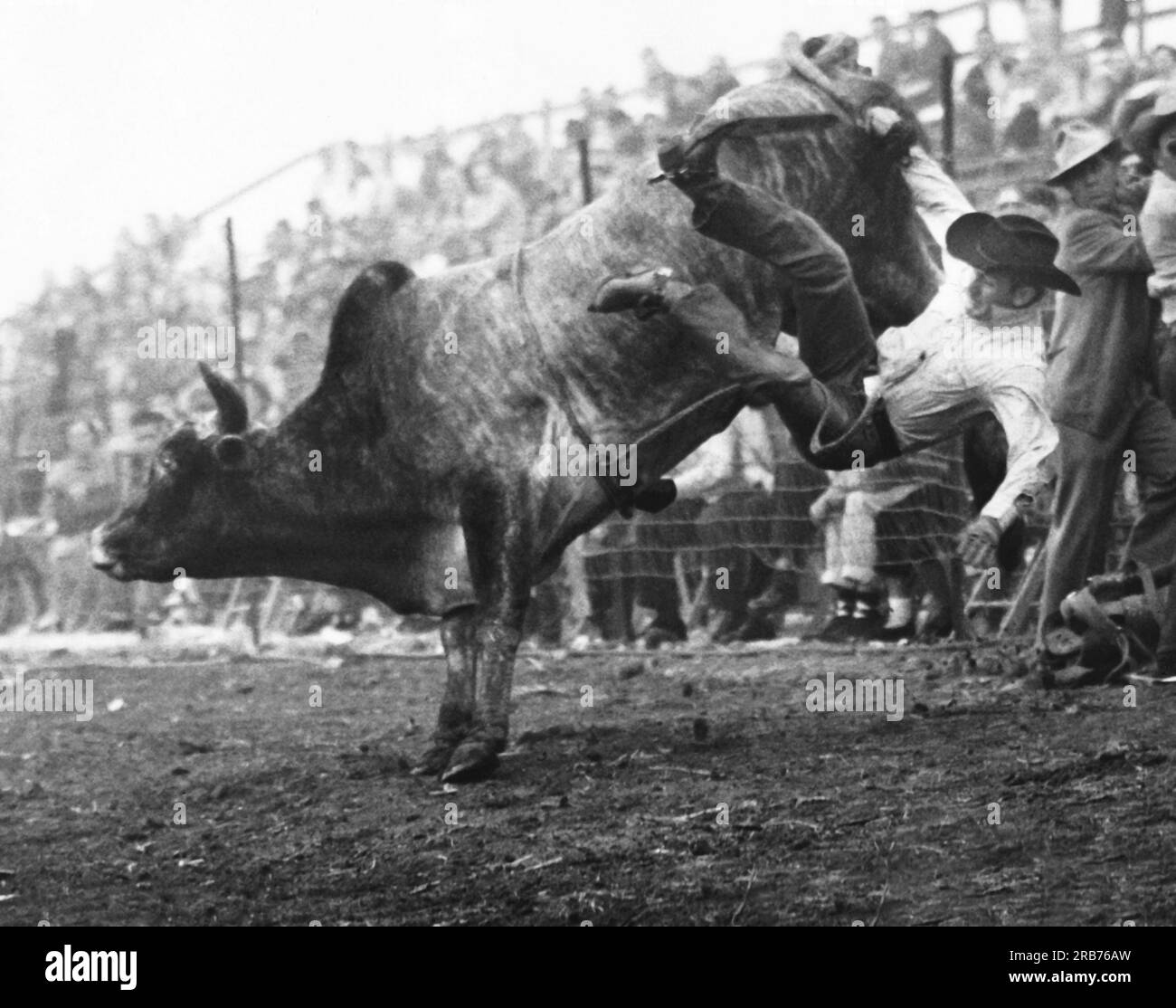 Los Angeles, California:  c. 1951 A cowboy is thrown while trying to ride a bull. Stock Photo