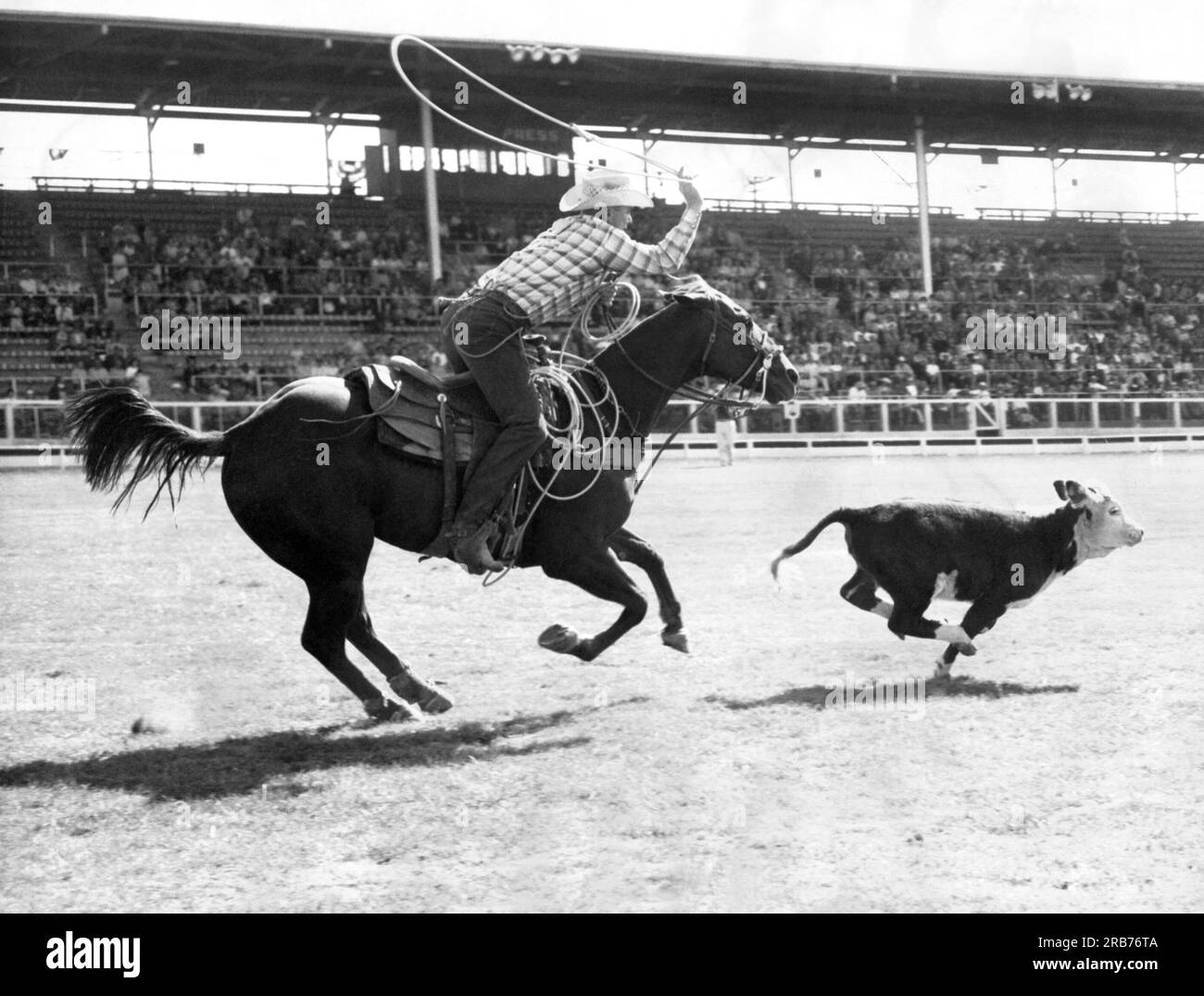 catching-a-calf-black-and-white-stock-photos-images-alamy