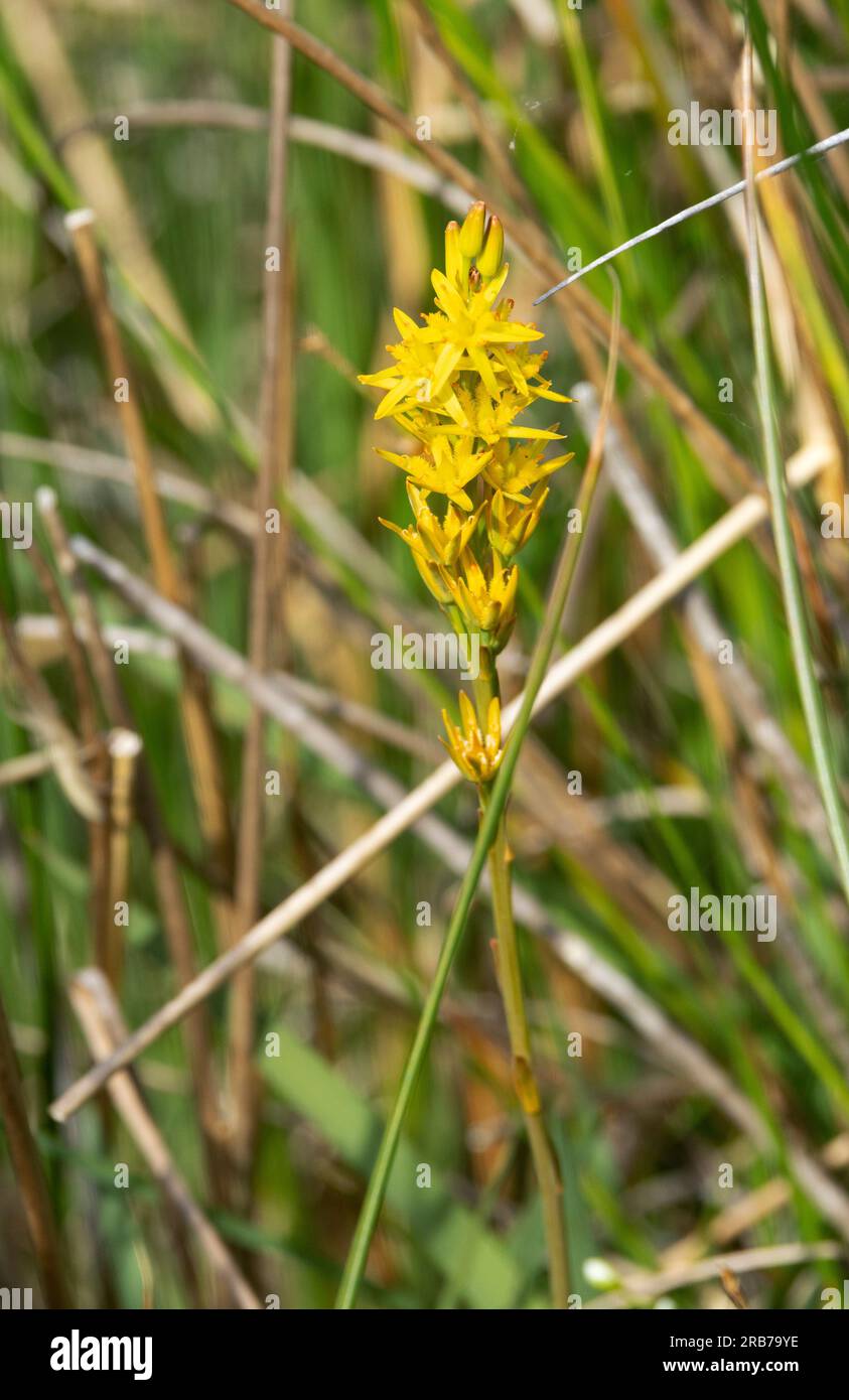 The bright yellow of the Bog Asphodel blooms in summer in areas of acid bog and wet heathlands. The are a member of the lily family with six petals. Stock Photo