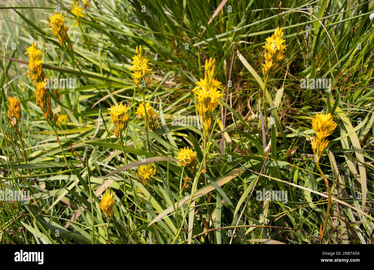 The bright yellow of the Bog Asphodel blooms in summer in areas of acid bog and wet heathlands. The are a member of the lily family with six petals. Stock Photo