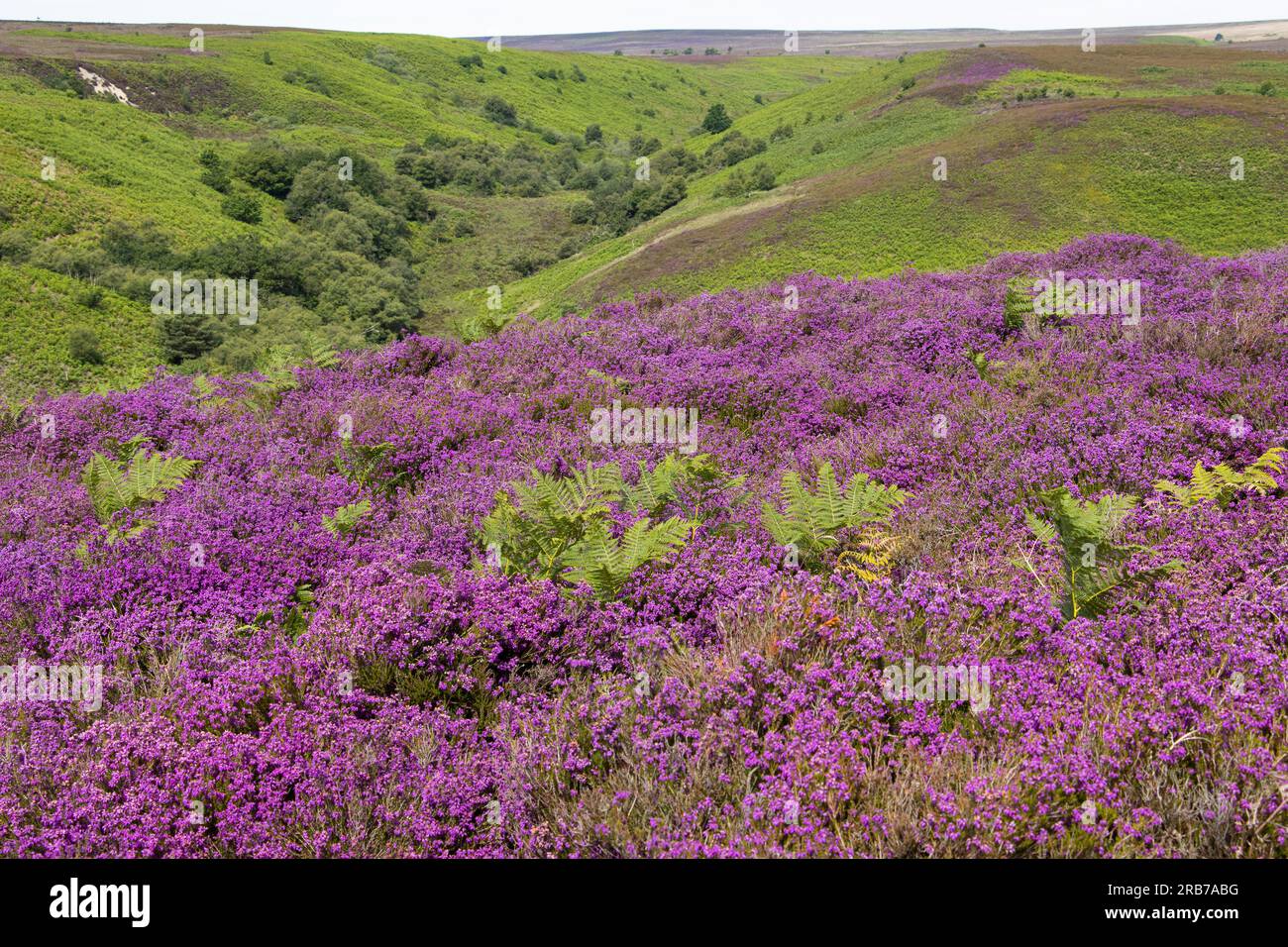 In early summer the heather on the North Yorkshire Moors bursts into bloom. A purple carpet enhances spectacular vistas, such as here at Jugger Howe. Stock Photo