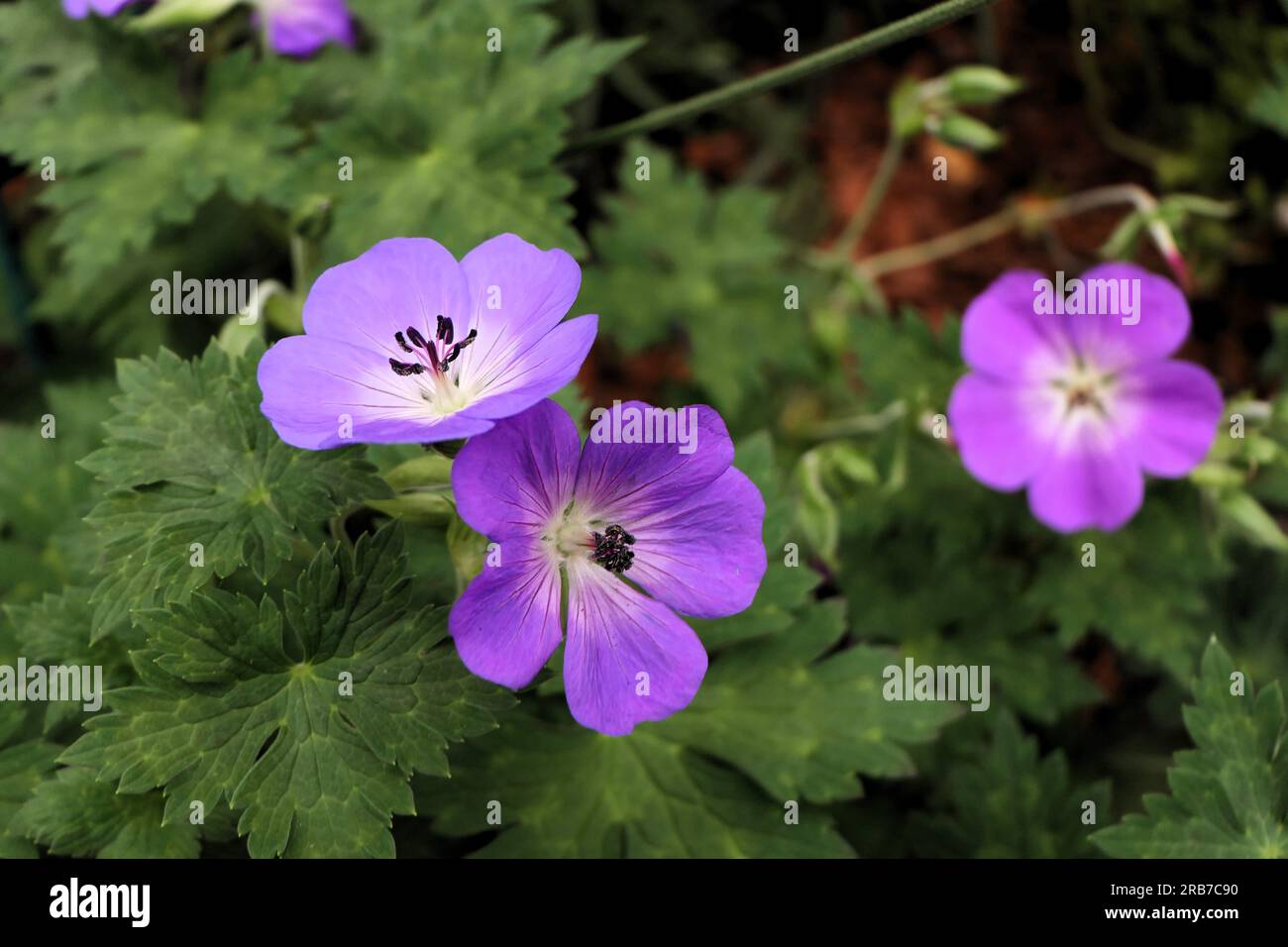 bbc-food-and-gardens-birmingham-uk-2023-stock-photo-alamy