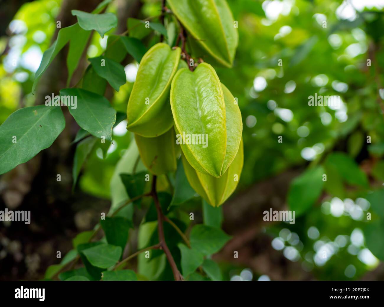 Fresh green raw star fruits (Averrhoa carambola) hanging on its tree Stock Photo