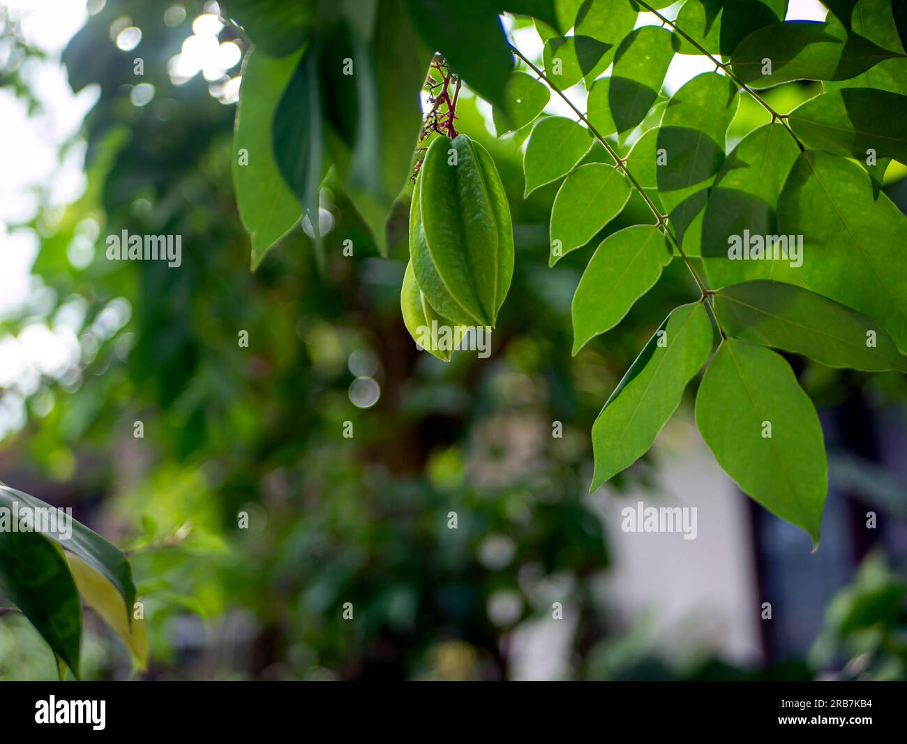 Fresh green raw star fruits (Averrhoa carambola) hanging on its tree Stock Photo