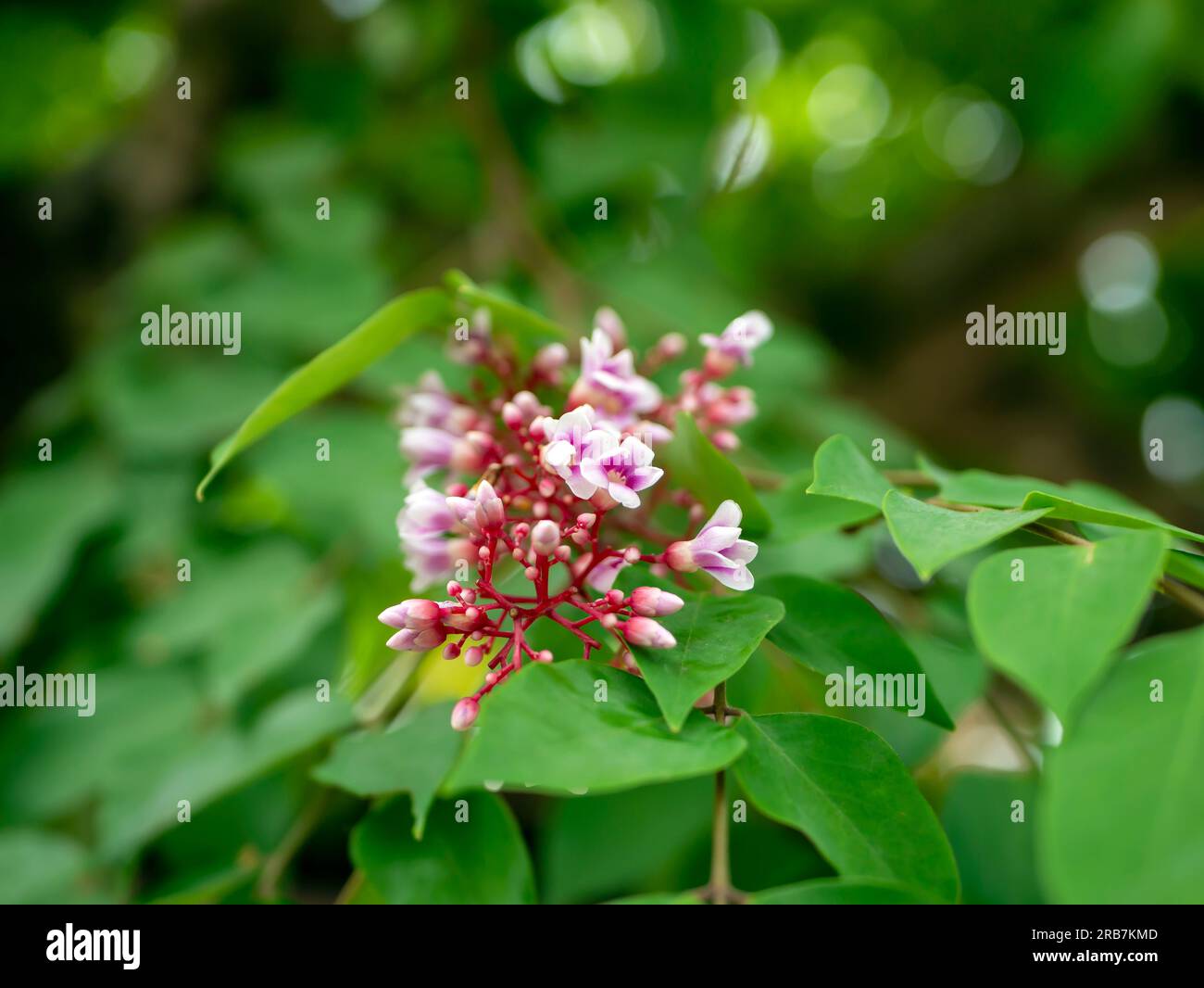 Star fruit (Averrhoa carambola) flowers and green leaves on its tree. Natural background Stock Photo