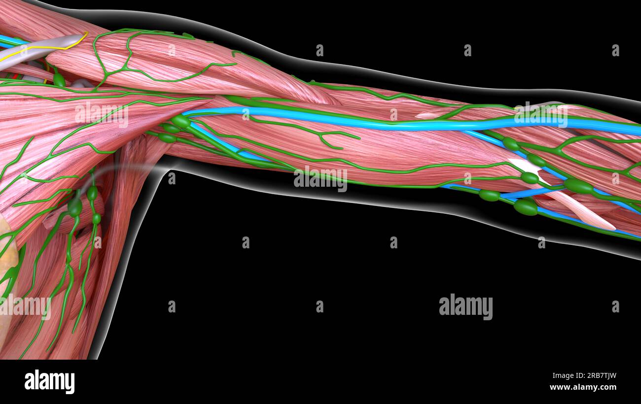 arm muscle anatomy for medical concept 3d illustration Stock Photo - Alamy