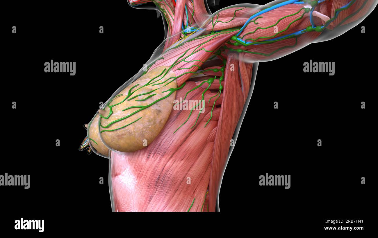 https://c8.alamy.com/comp/2RB7TN1/female-chest-and-abdomen-muscles-anatomy-for-medical-concept-3d-illustration-2RB7TN1.jpg