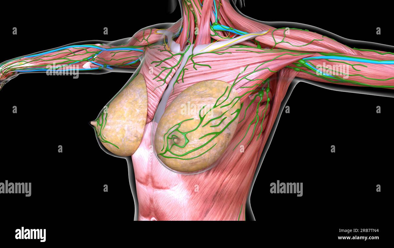 Female Chest Abdominal Muscles Anatomy in Blue X-Ray outline Full Color 3D  computer generated illustration on Black Background Stock Photo - Alamy