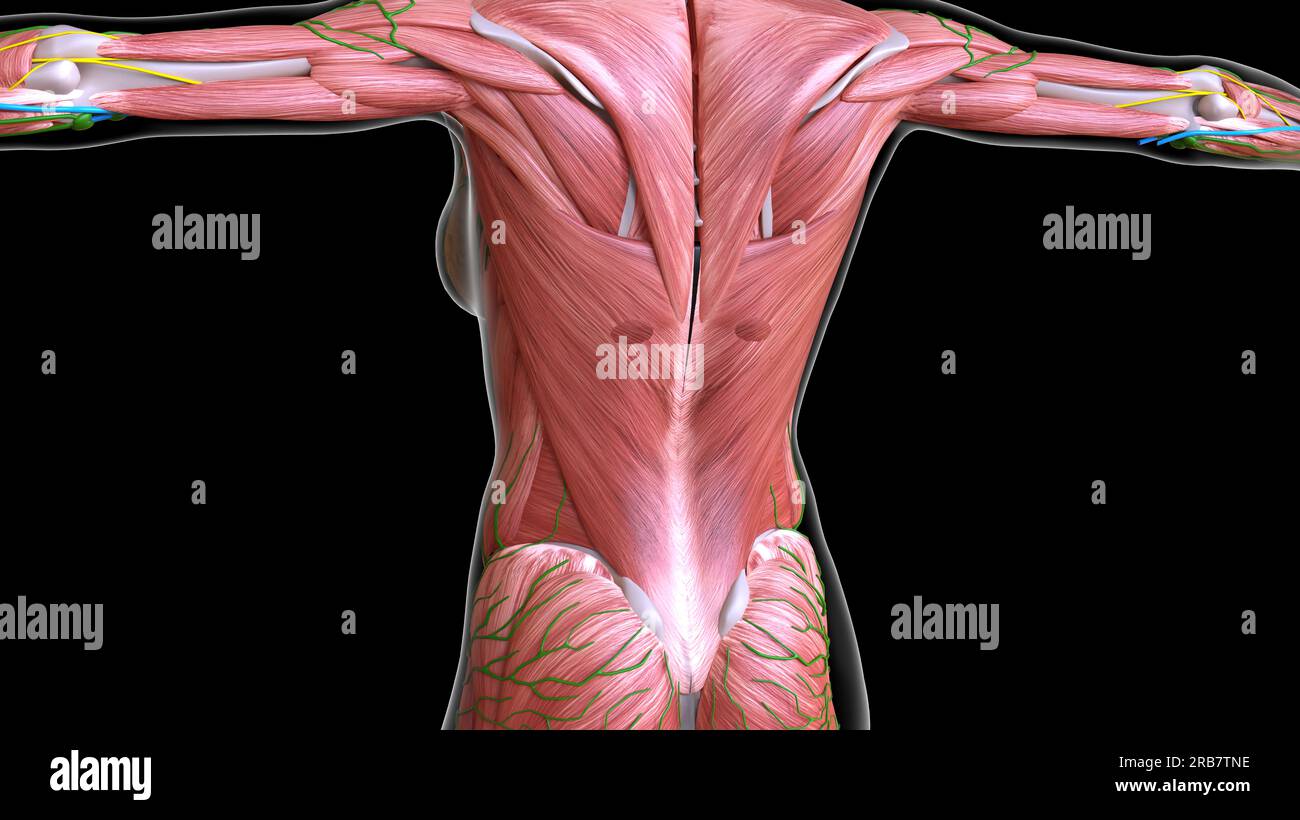 female back upper body muscles anatomy for medical concept 3D illustration  Stock Photo - Alamy