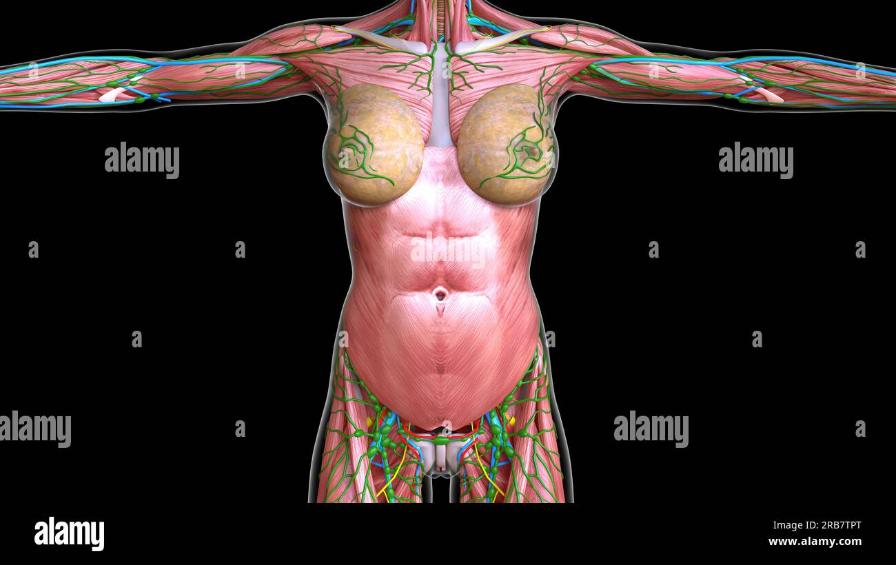 Female chest and abdomen muscles anatomy for medical concept 3d rendering ~  Clip Art #245545167