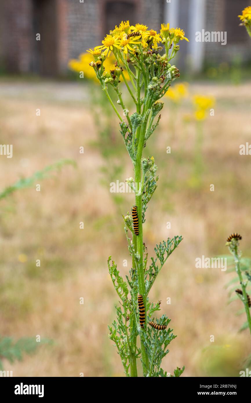 Cinnabar moth caterpillars (Tyria jacobaeae), black and yellow striped larvae on common ragwort