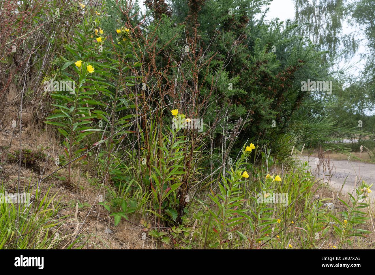 Common evening primrose flowering plants or wildflowers (Oenothera biennis) growing on a patch of waste ground in Hampshire, England, UK Stock Photo