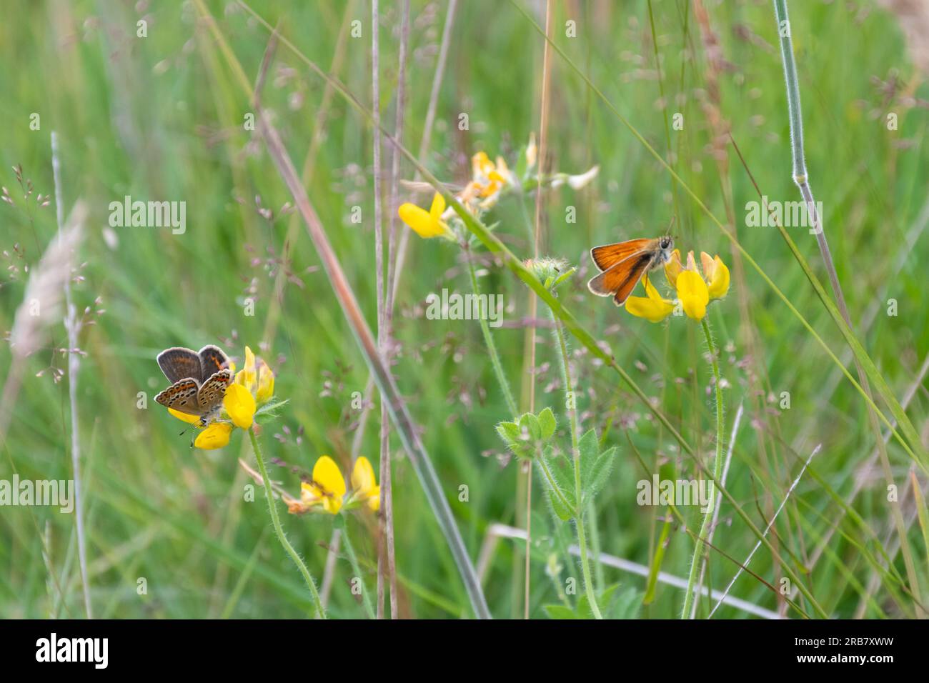 Grassland butterflies, biodiversity concept. A brown argus butterfly and large skipper butterfly on wildflowers in a meadow during summer, England, UK Stock Photo