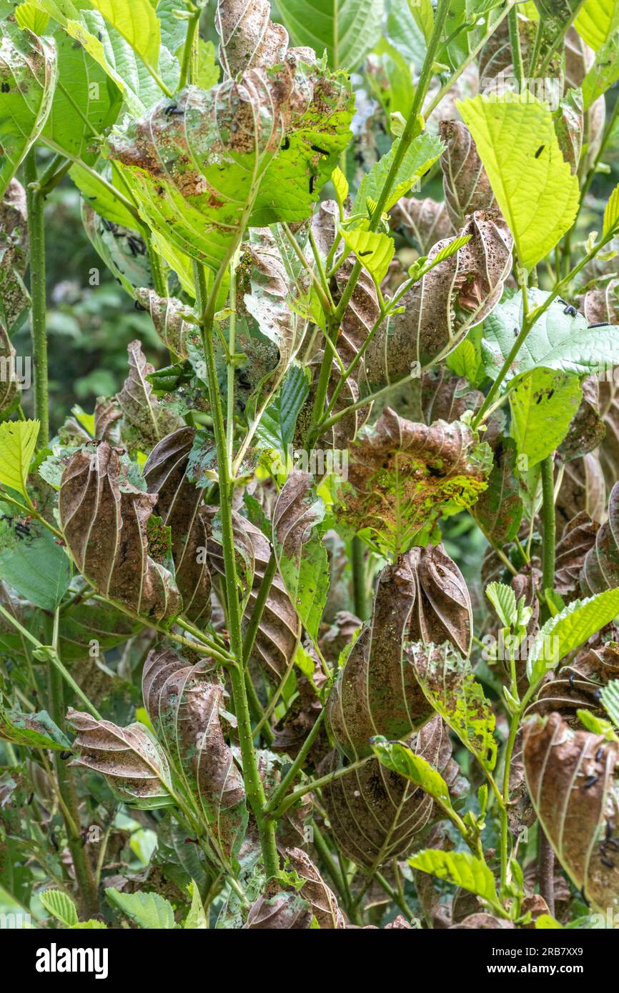 Skeletonized damaged leaves of alder tree caused by alder leaf beetle larvae (Agelastica alni), England, UK, during summer Stock Photo