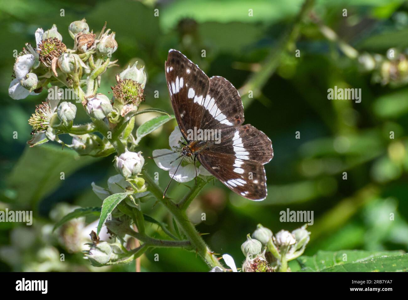 White admiral butterfly (Limenitis camilla) feeding on nectar from bramble flowers in July or summer, Surrey, England, UK Stock Photo