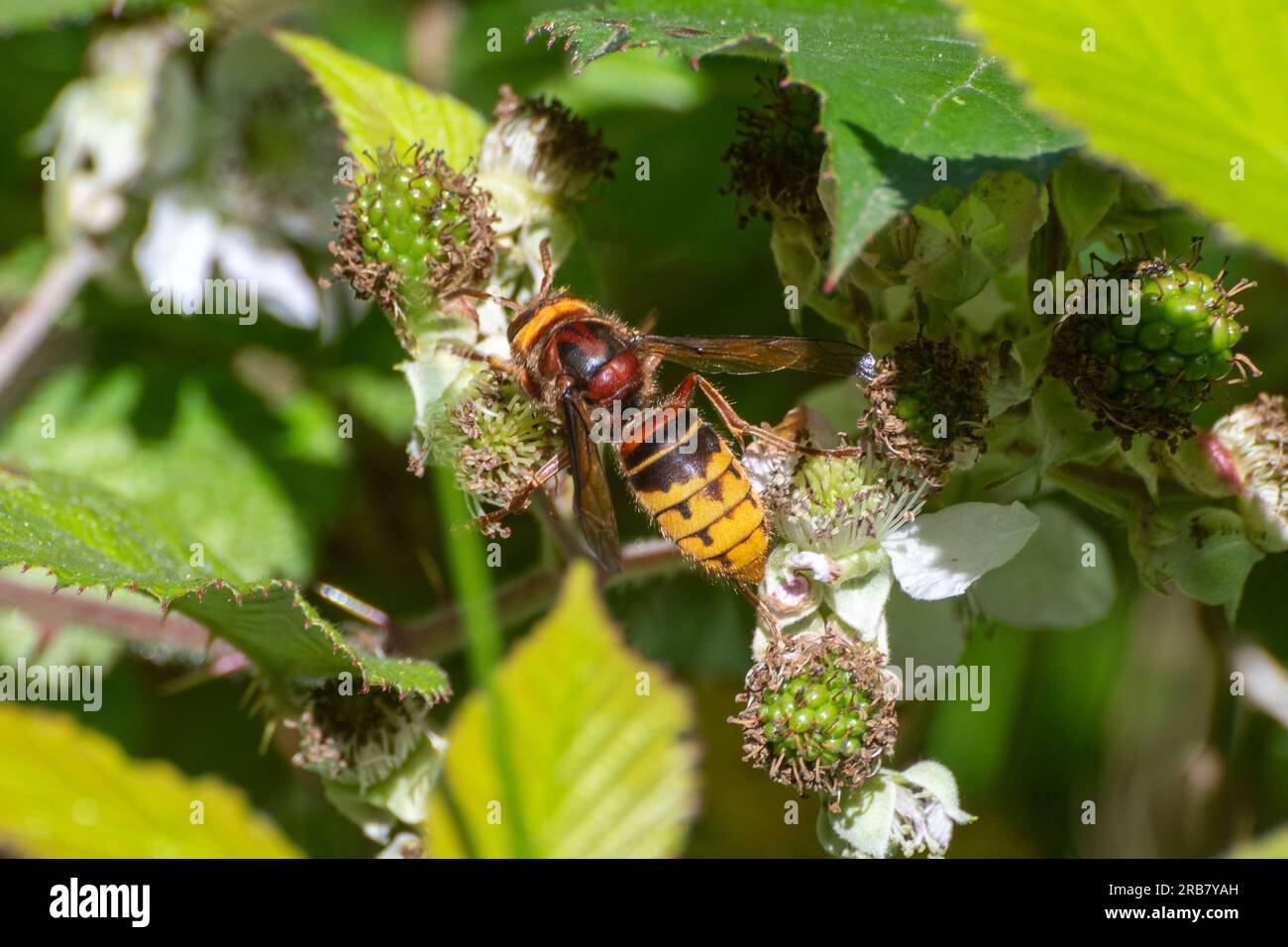 european-hornet-vespa-crabro-on-bramble-flower-in-summer-surrey