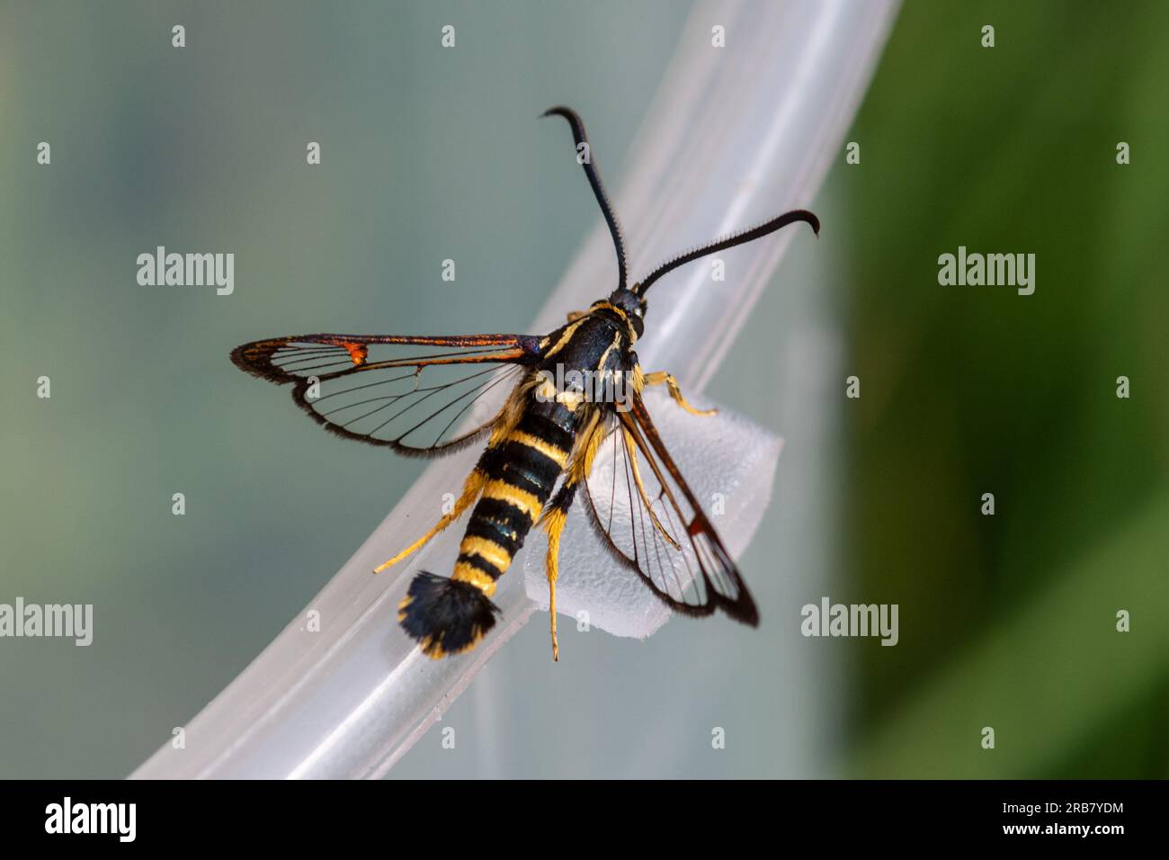 Yellow-legged clearwing moth (Synanthedon vespiformis), England, UK, male attracted using a pheromone lure in July or summer Stock Photo