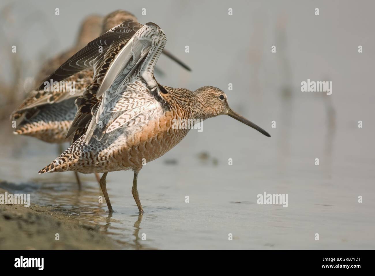 The long-billed dowitcher (Limnodromus scolopaceus) is a medium-sized shorebird with a relatively long bill belonging to the sandpiper family, Scolopa Stock Photo